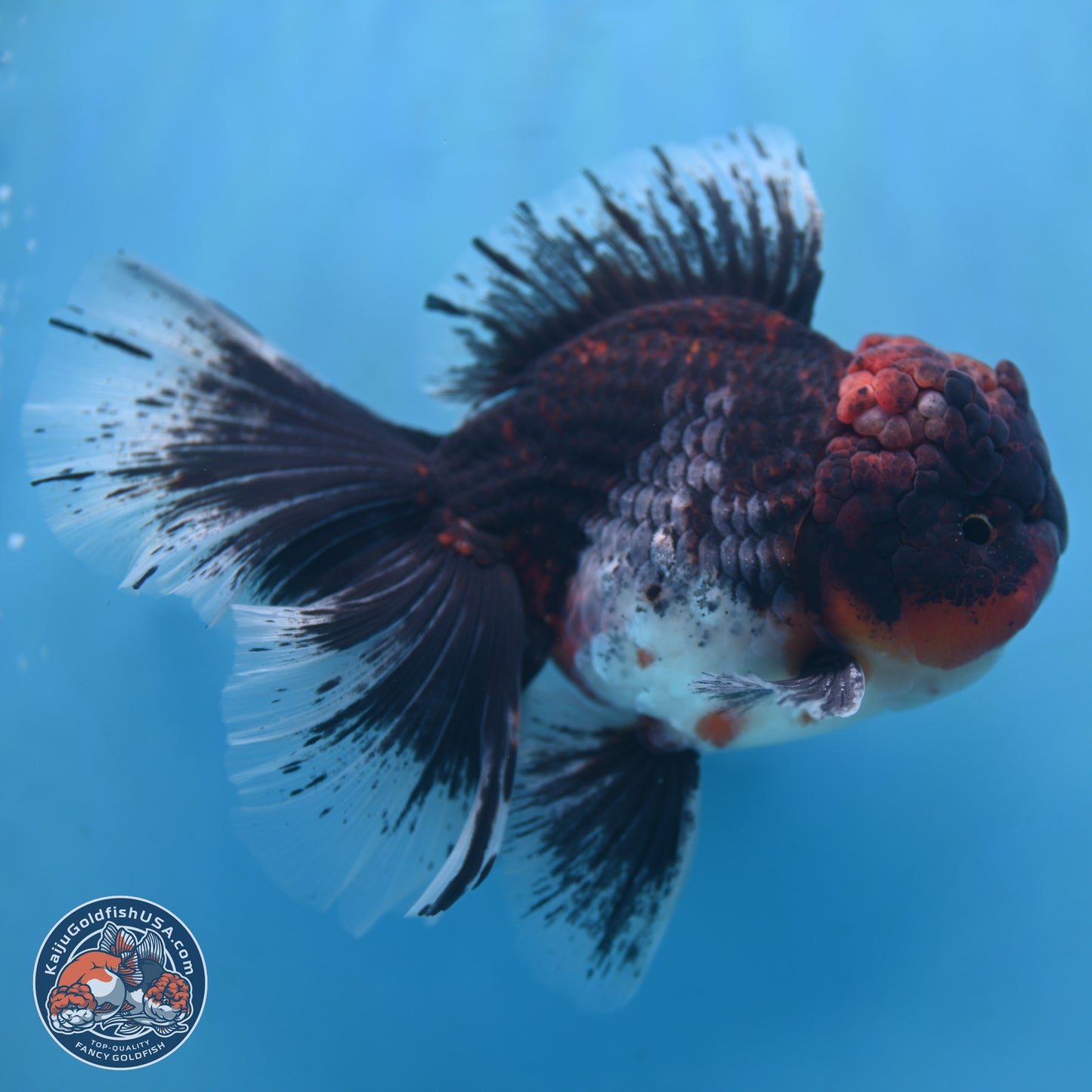 Red Kirin Rose Tail Oranda 6.5 inches - Male (241115_OR05) - Kaiju Goldfish USA