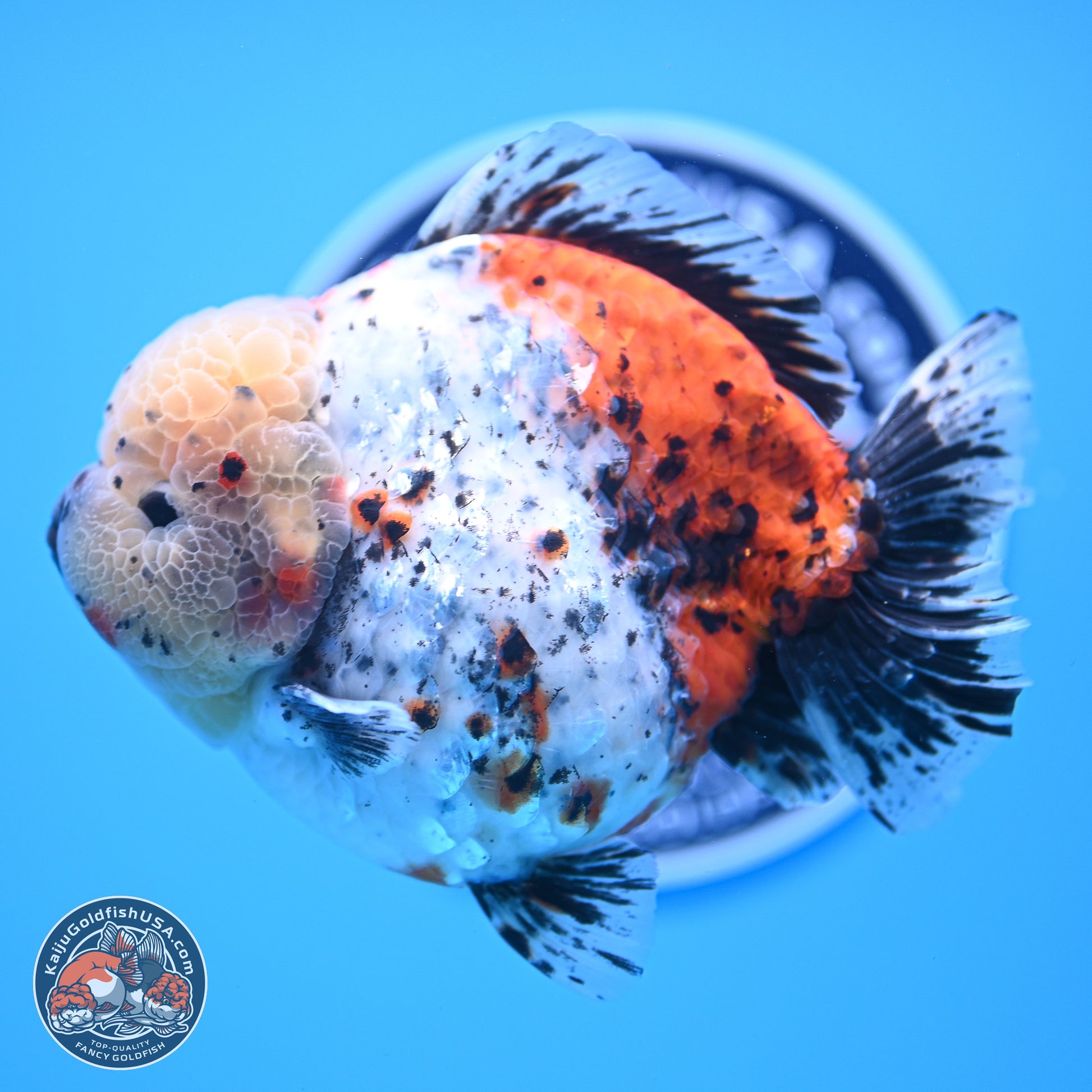 Jumbo Shogun Godzilla Calico Oranda 5in Body (240823_OR5) - Overnight shipping only - Kaiju Goldfish USA