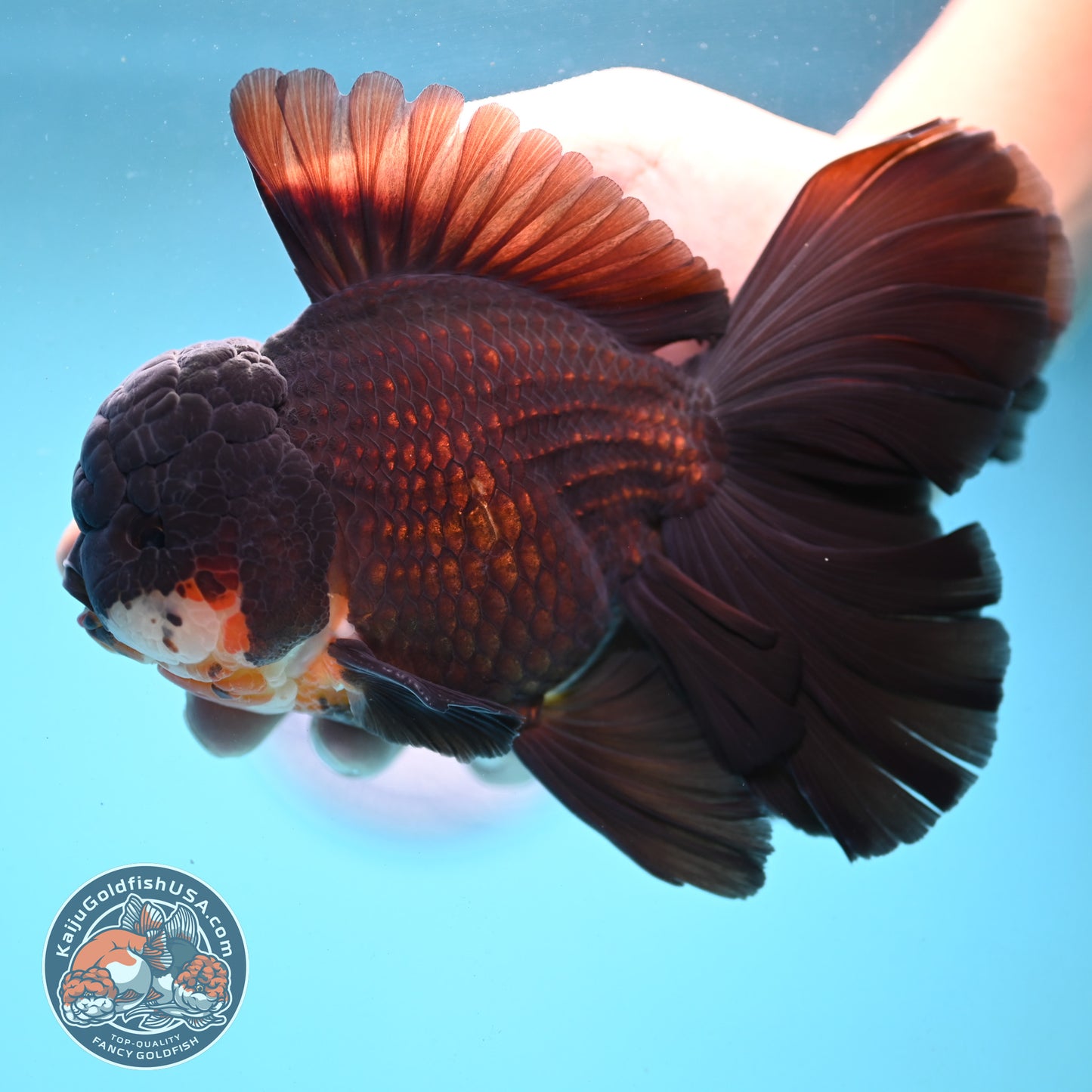 Black Orchid Tail Oranda 4.5 inch Body (251003_OR05)