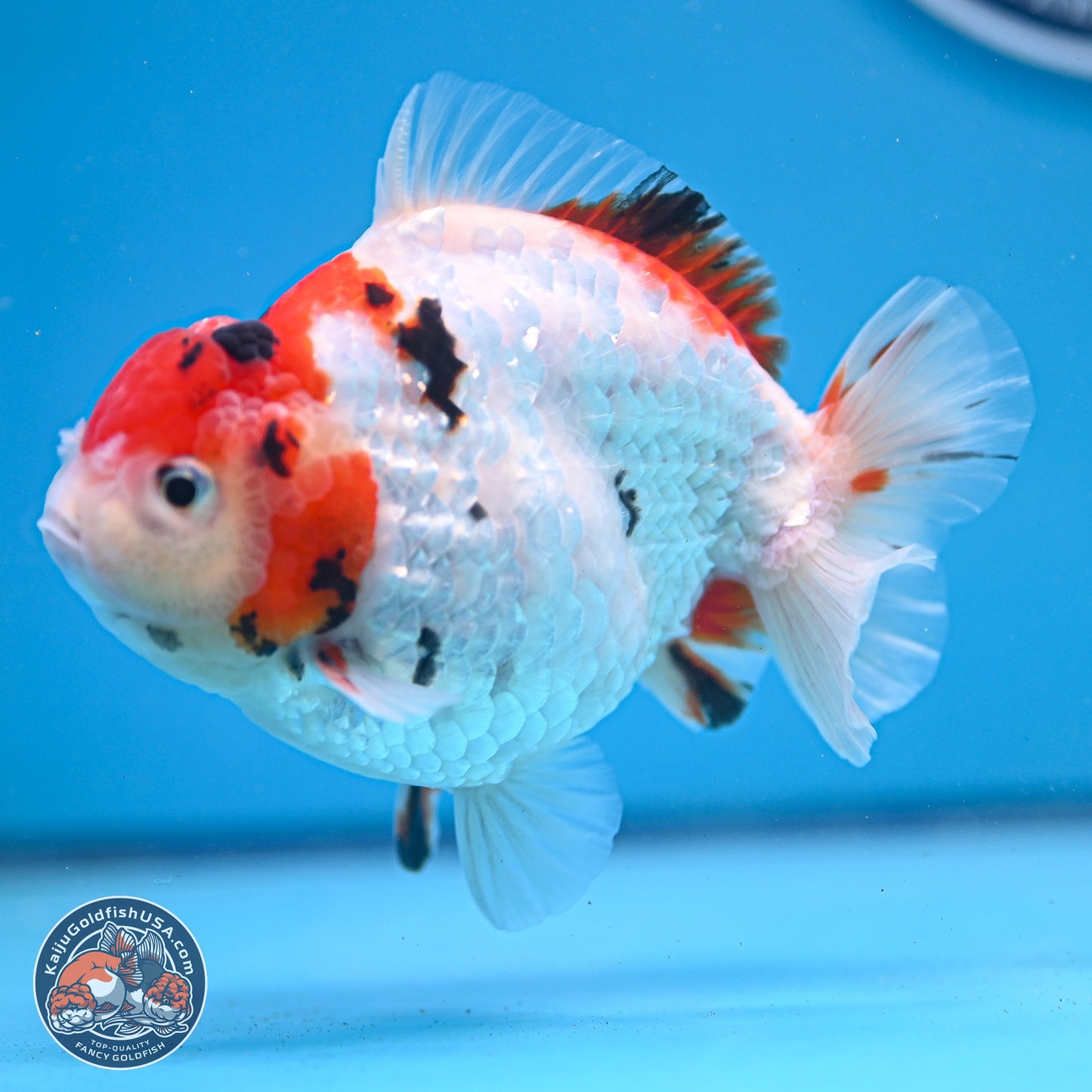 Tricolor YuanBao Oranda 4-5 inches (240920_OR05) - Kaiju Goldfish USA