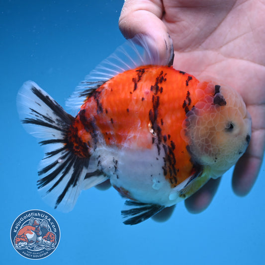 Tricolor Sakura Tiger Oranda 4 inch Body (250912_OR05)