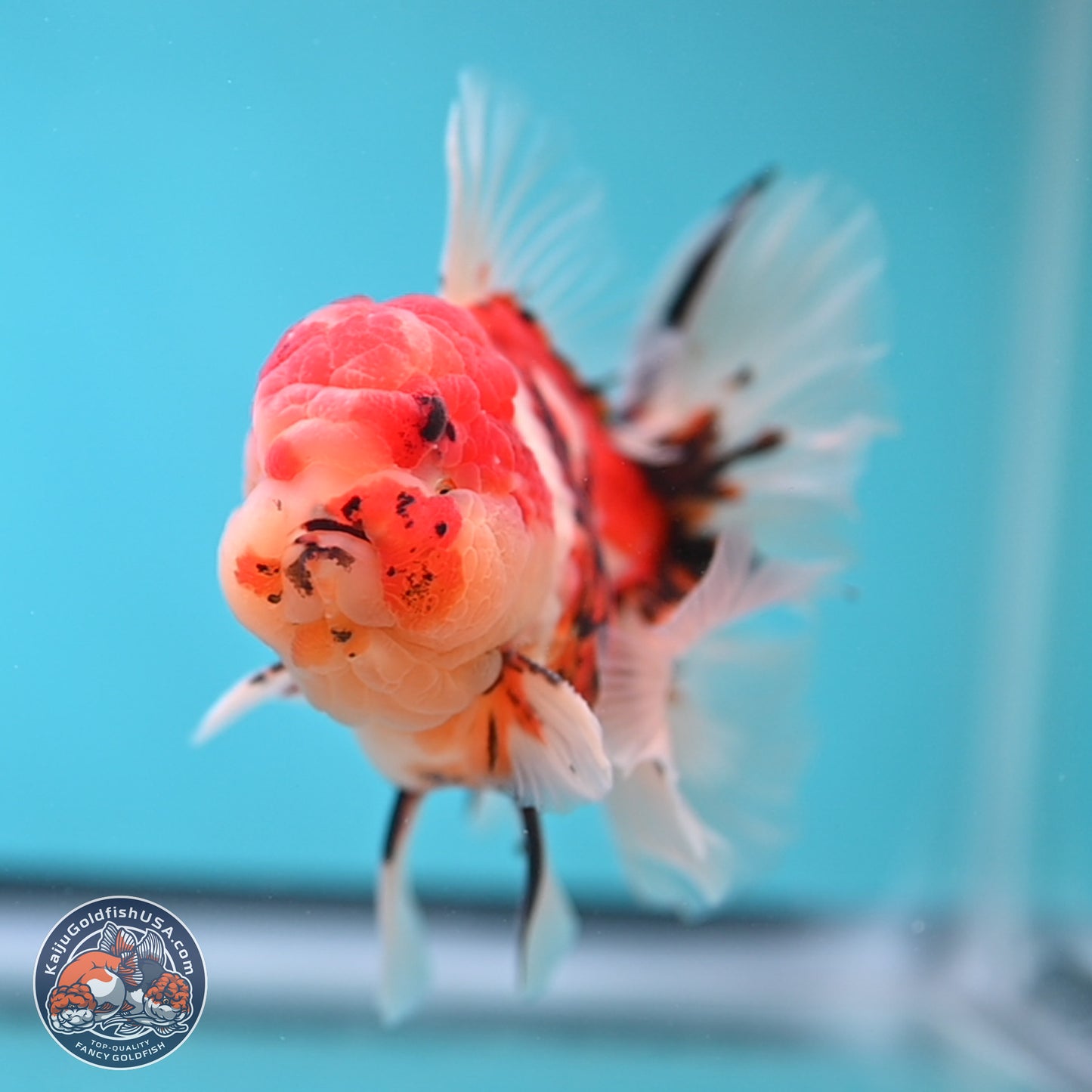 Tricolor Tiger Rose Tail Oranda 3.75 inches Body - Male (250207_OR05)