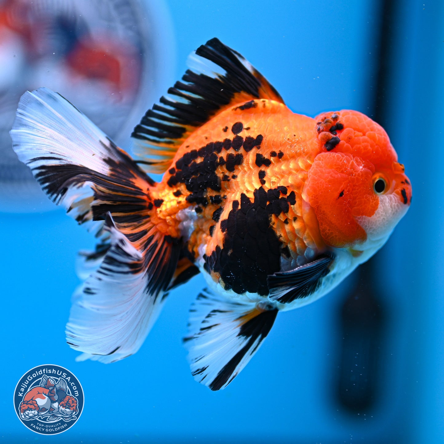 Tricolor Rose Tail Oranda 3in Body (240830_OR05) - Kaiju Goldfish USA