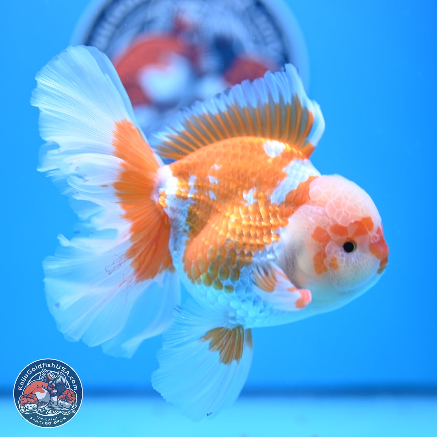 Red White Rose Tail Oranda 4-6.5 inches (240906_OR05) - Kaiju Goldfish USA