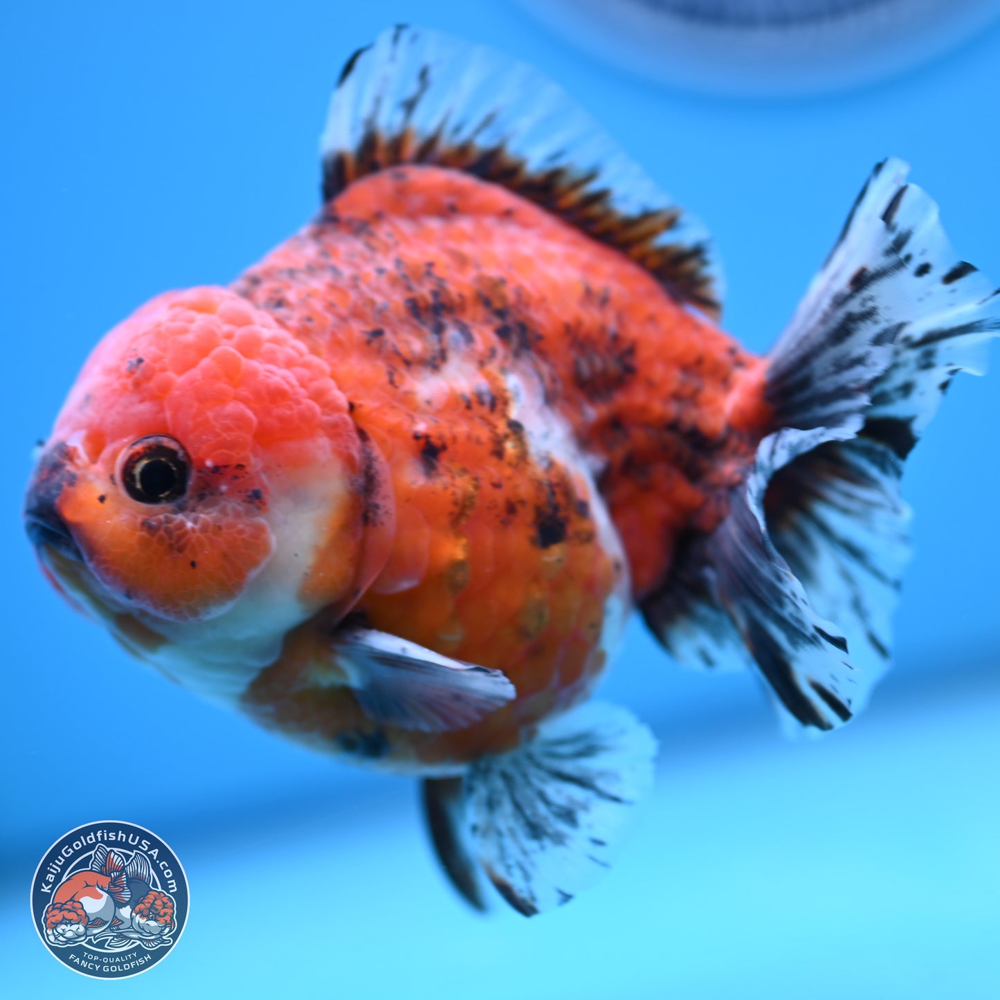 Tricolor Tiger YuanBao Oranda 5 inches - Male (241129_OR05) - Kaiju Goldfish USA