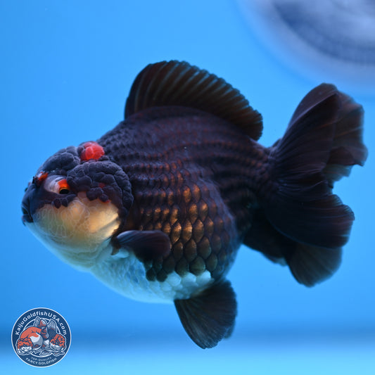 Panda YuanBao Oranda 3.5 inches Body - Male (250103_OR05) - Kaiju Goldfish USA