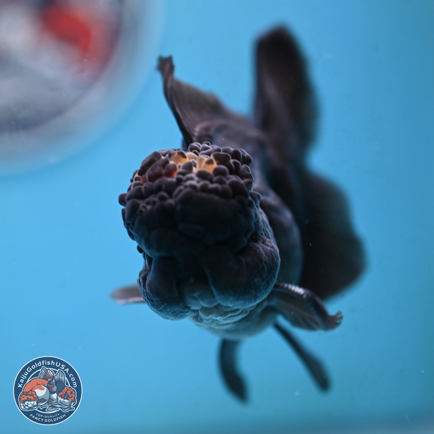 Marbled Wen Black Rose Tail Oranda 3 inches Body - Male (250117_OR05) - Kaiju Goldfish USA