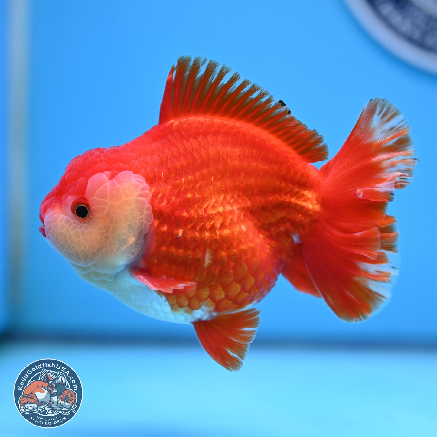 Red White YuanBao Oranda 3.5 inches Body - Male (250228_OR05)