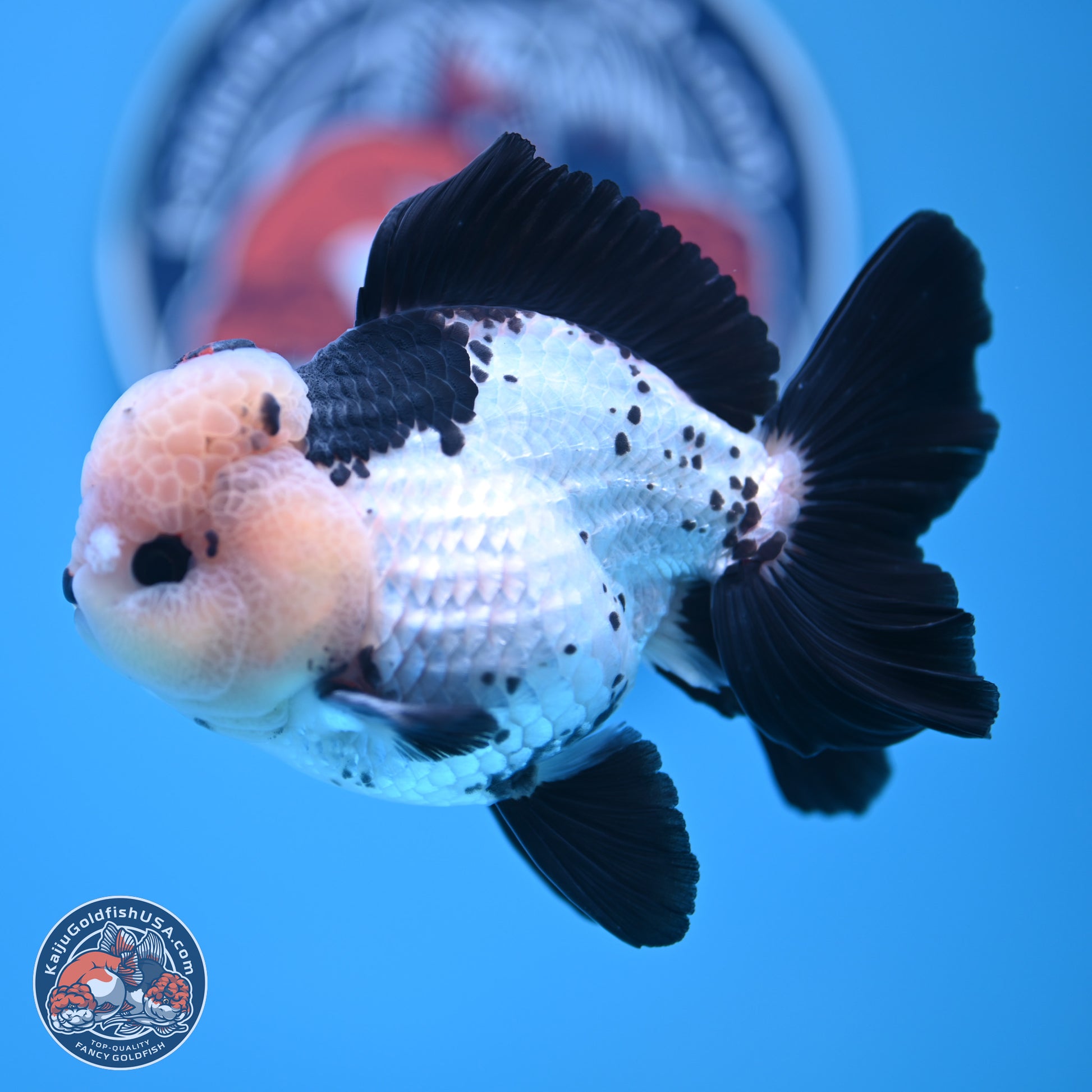 Tricolor Rose Tail Oranda 4.7 inches (241101_OR05) - Kaiju Goldfish USA