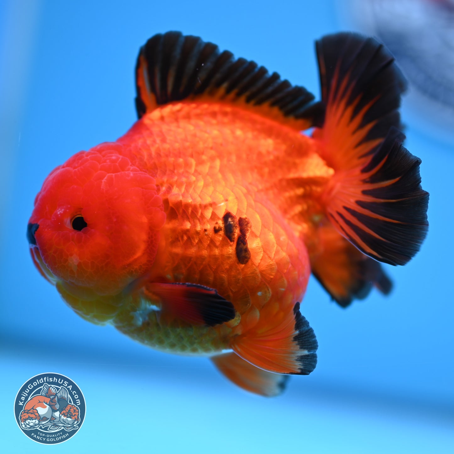 Apache YuanBao Oranda 3.5 inches Body - Male (250314_OR05)