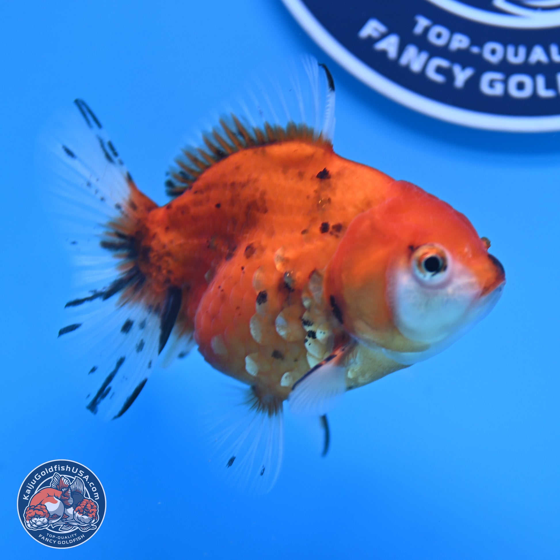 Calico Oranda 3.25in Body (240816_OR5) - Kaiju Goldfish USA