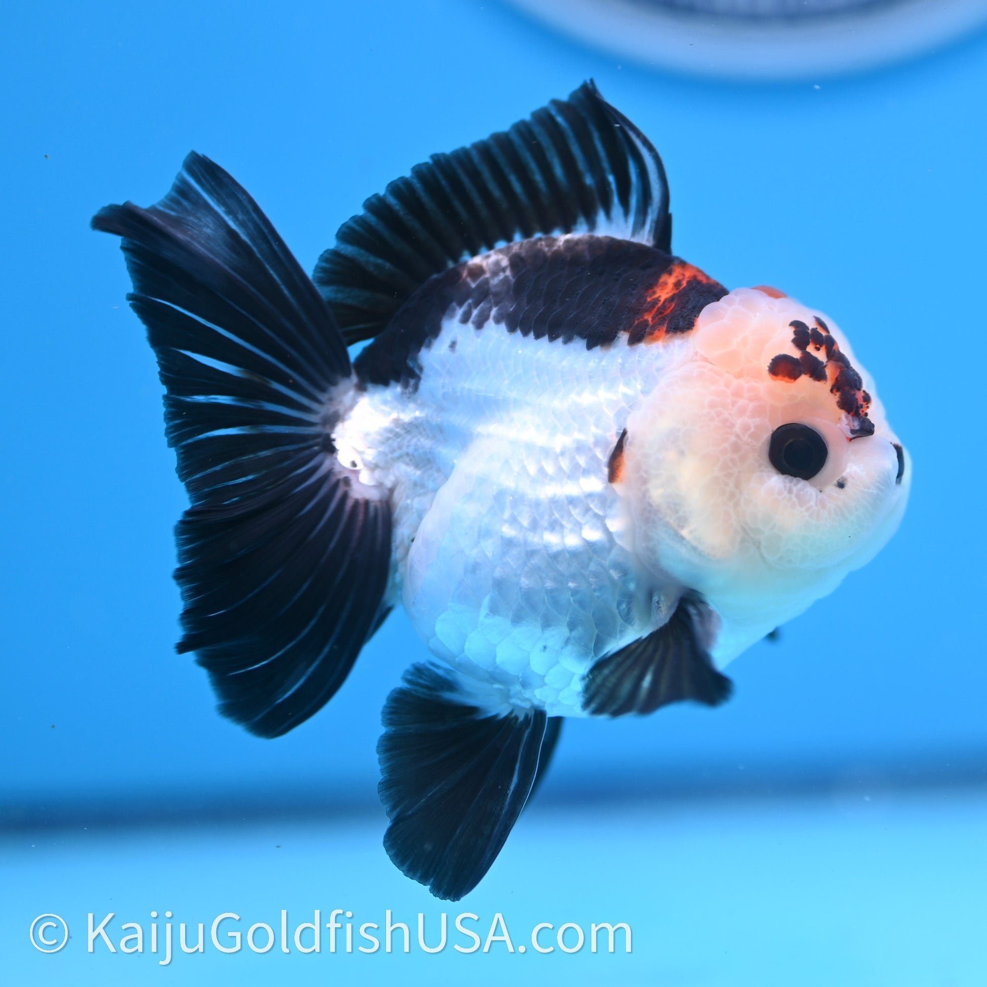 Tricolor Rose Tail YuanBao Oranda 3in body (240726_OR05) - Kaiju Goldfish USA