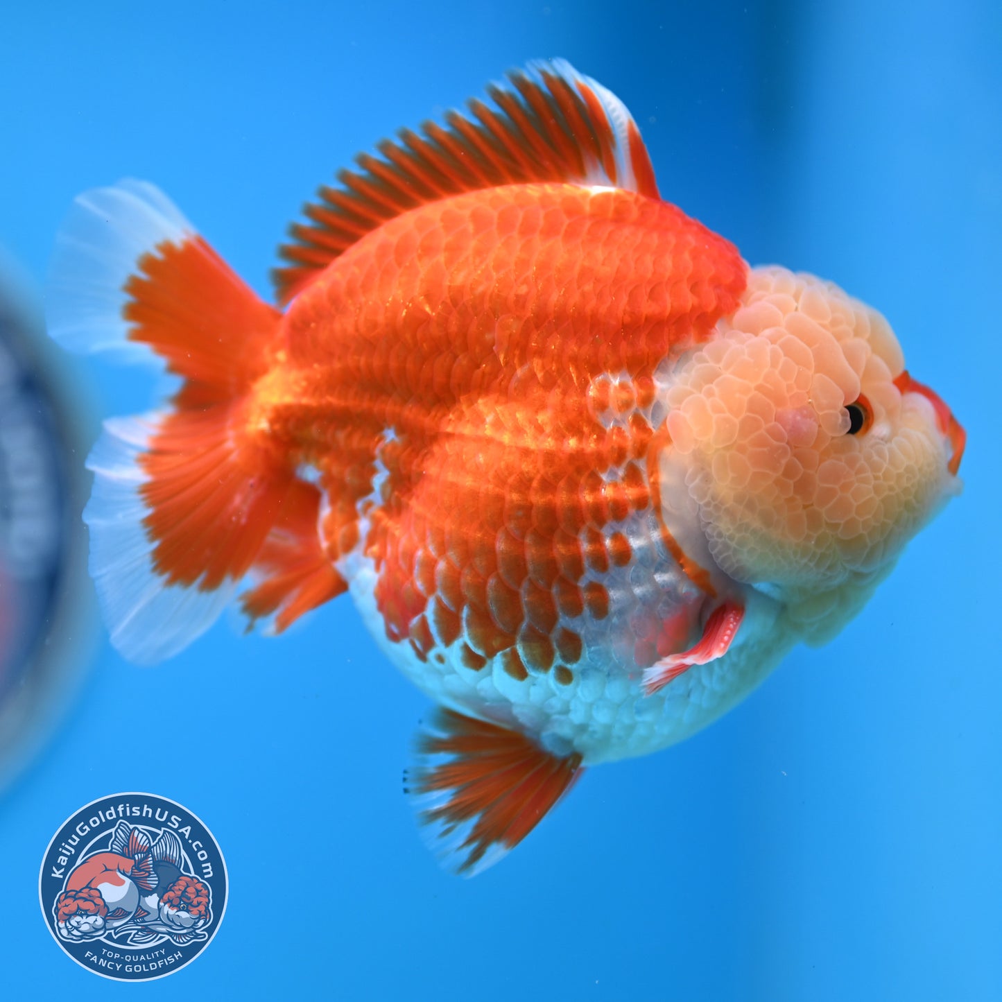 Chicken Face Red White Oranda 4 inches Body (250523_OR05)