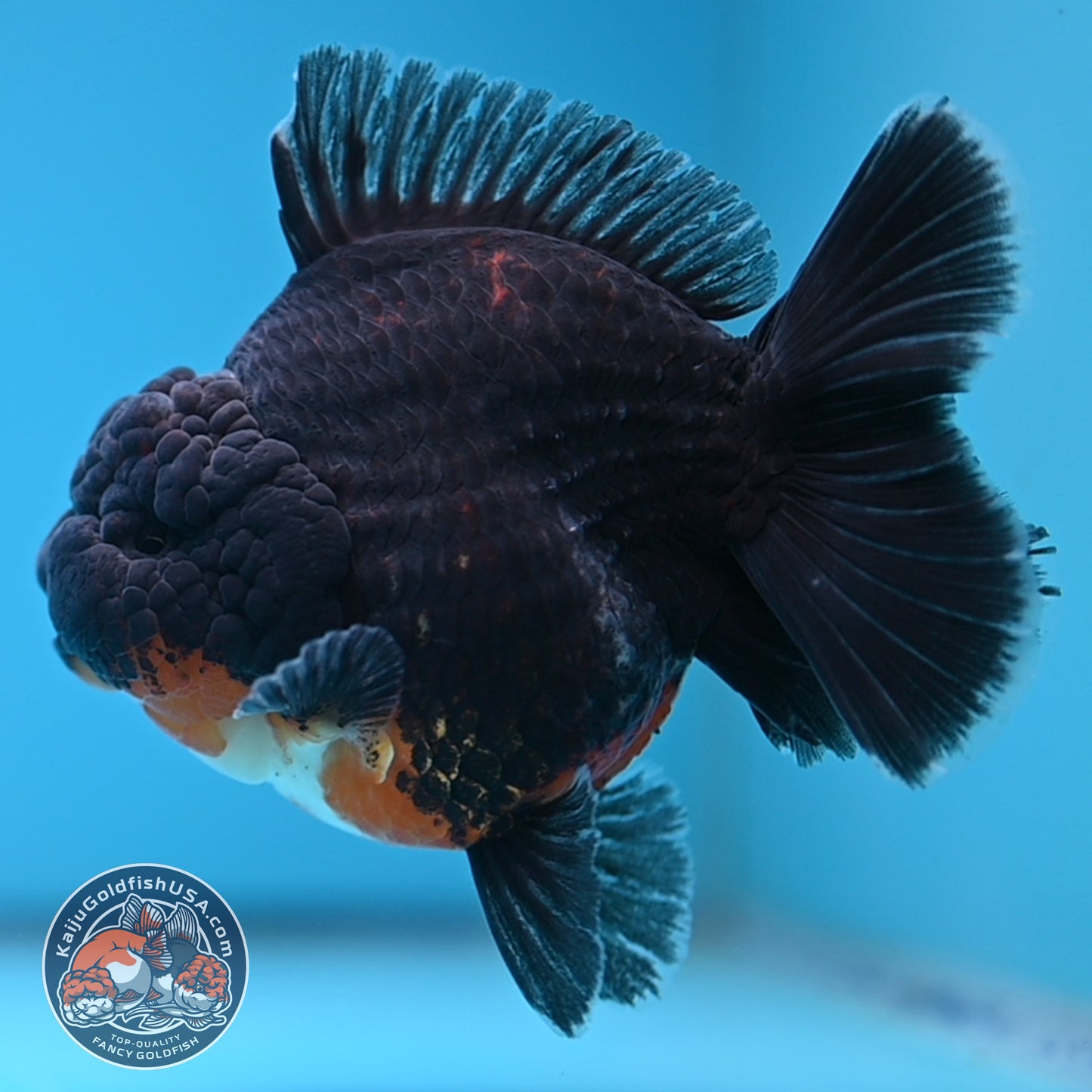 Kirin Oranda 4 inches Body (250530_OR05)
