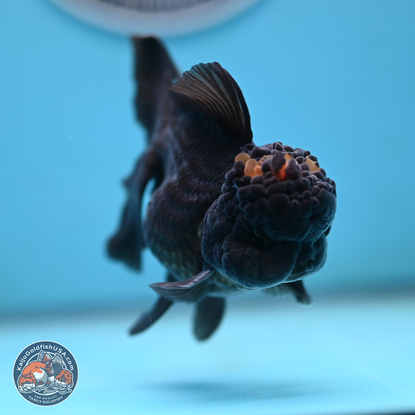 Marbled Wen Black Rose Tail Oranda 3 inches Body - Male (250117_OR05) - Kaiju Goldfish USA