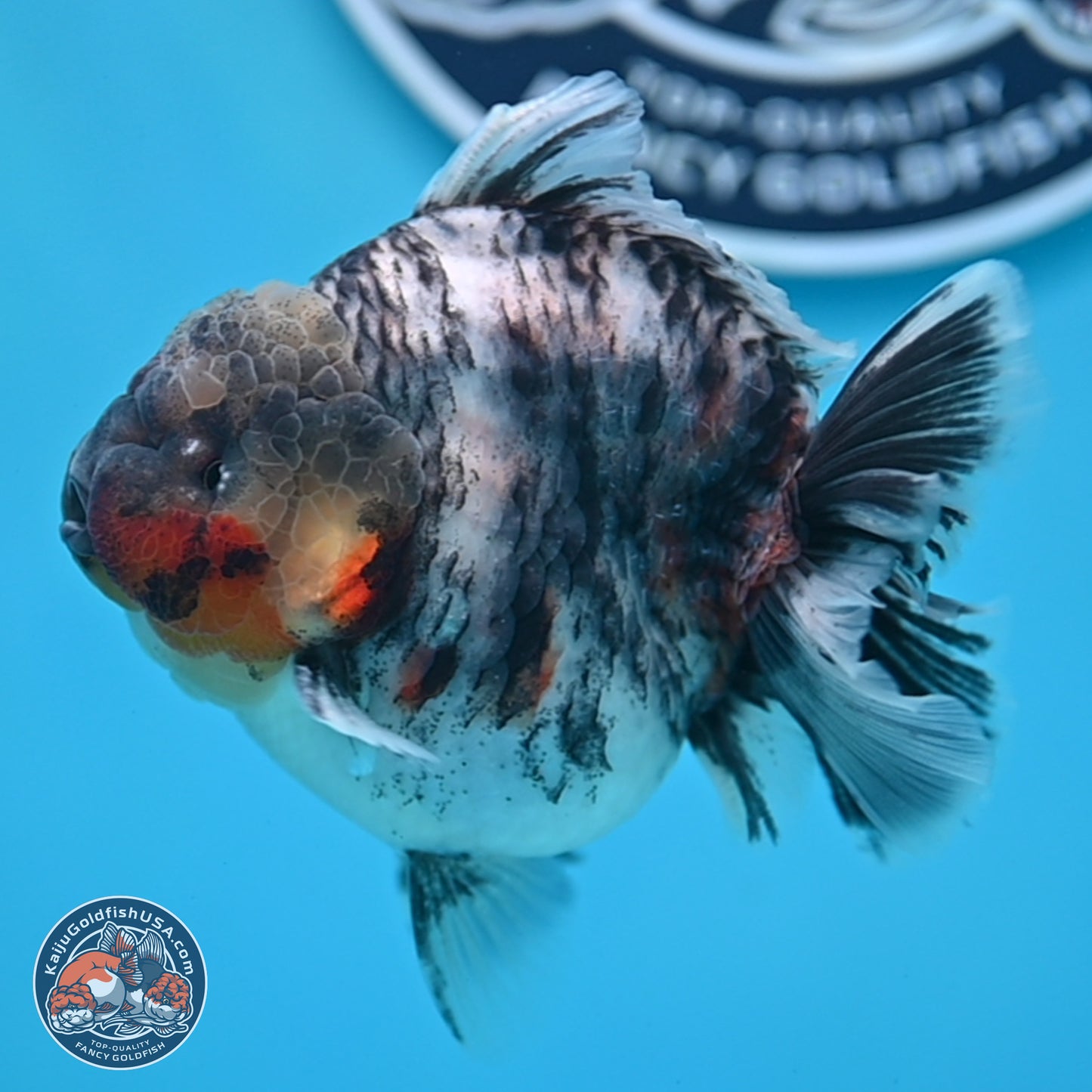 Tricolor Tiger YuanBao Oranda 3.75 inches Body - Male (250307_OR05)