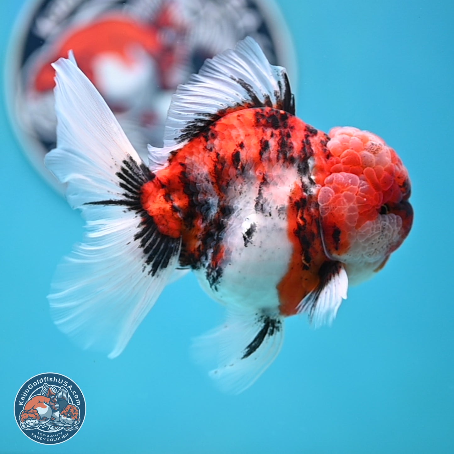 Tricolor Tiger Rose Tail Oranda 4 inches Body - Male (250404_OR05)