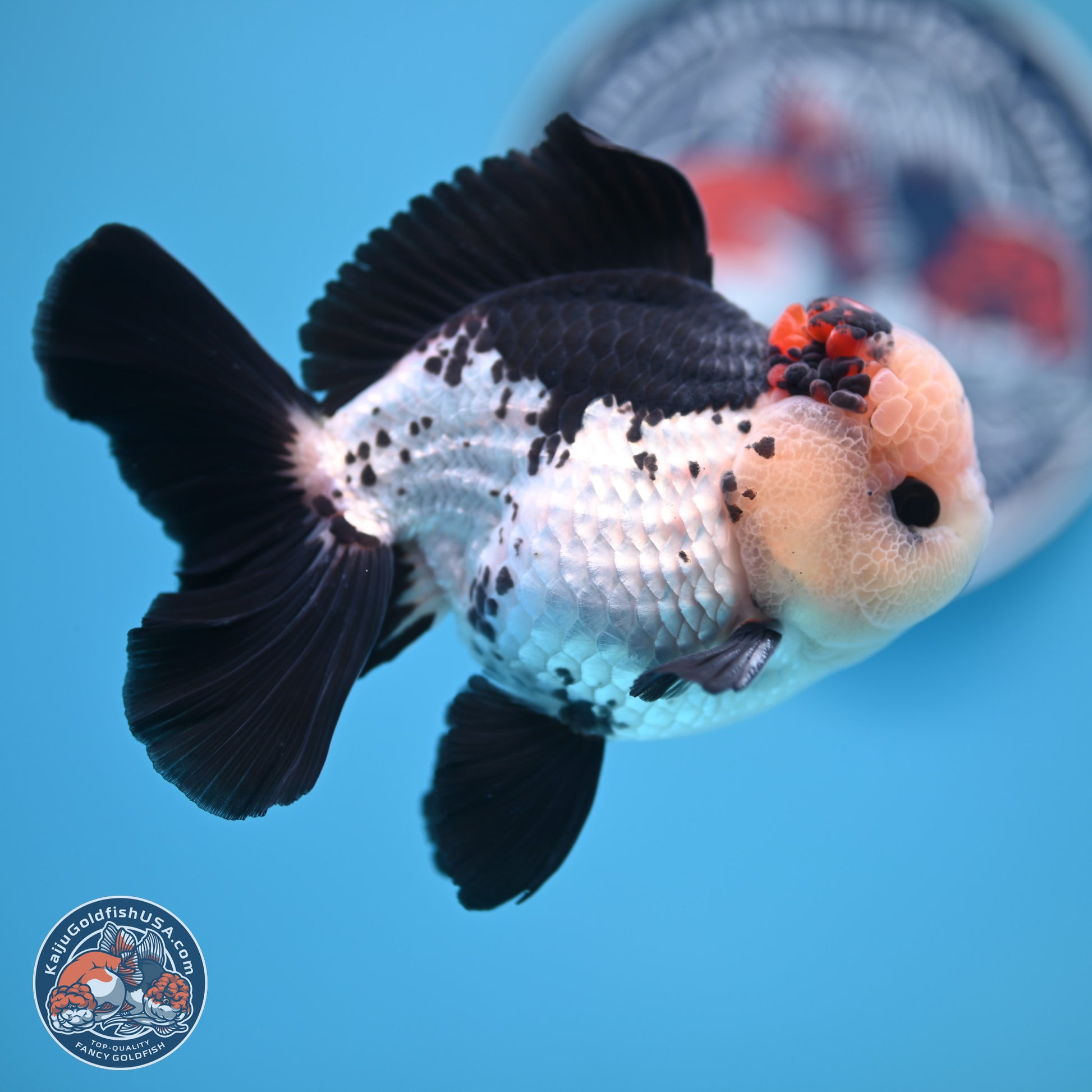 Tricolor Rose Tail Oranda 4.7 inches (241101_OR05) - Kaiju Goldfish USA