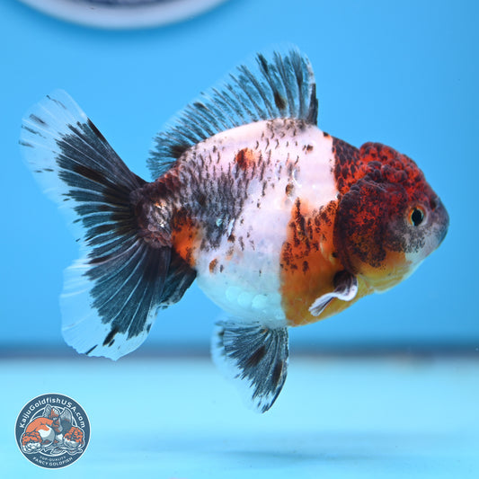 Shogun Calico Oranda 3.5-4 inches (241004_OR05) - Kaiju Goldfish USA