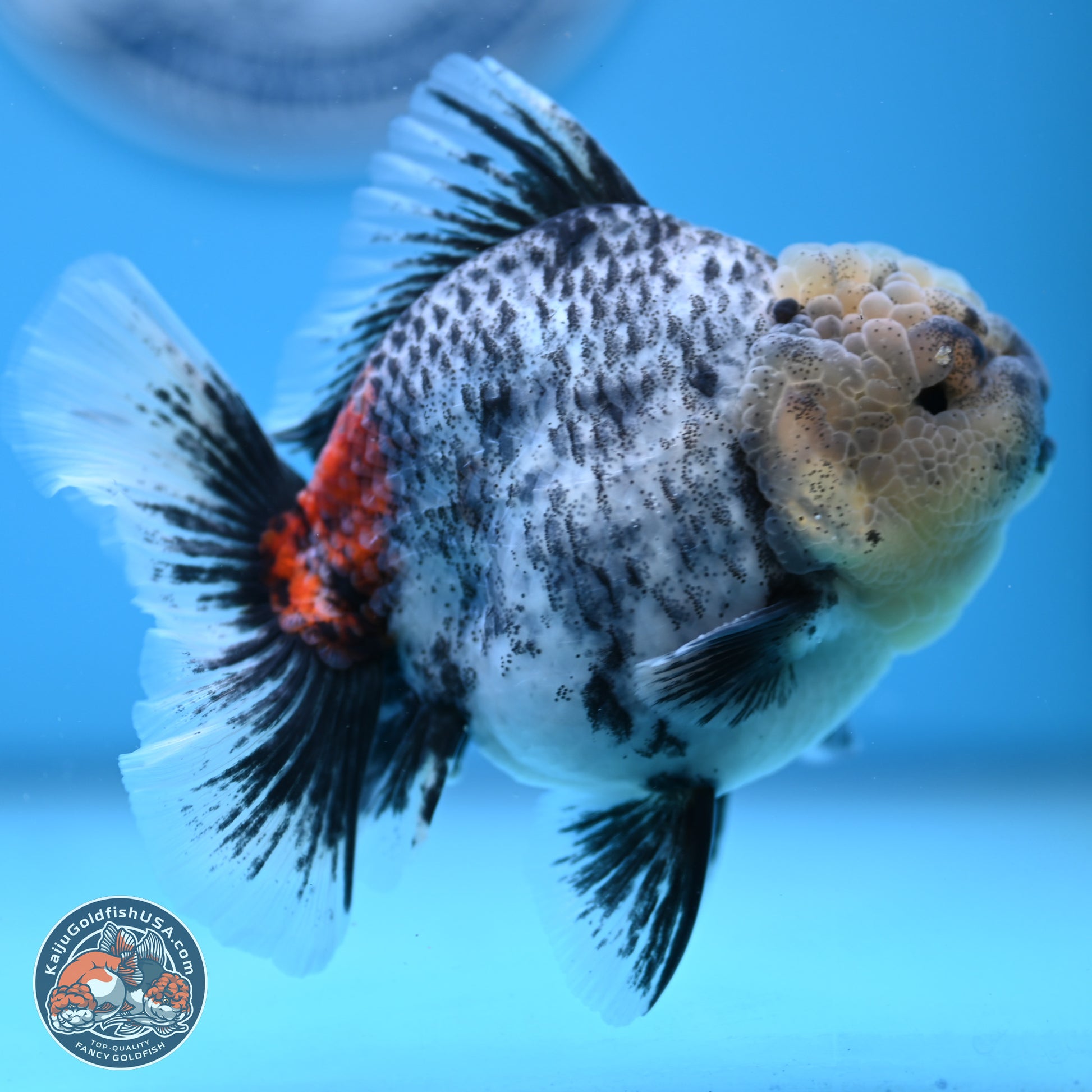 White Tiger Rose Tail Oranda 4.7 inches (241025_OR05) - Kaiju Goldfish USA