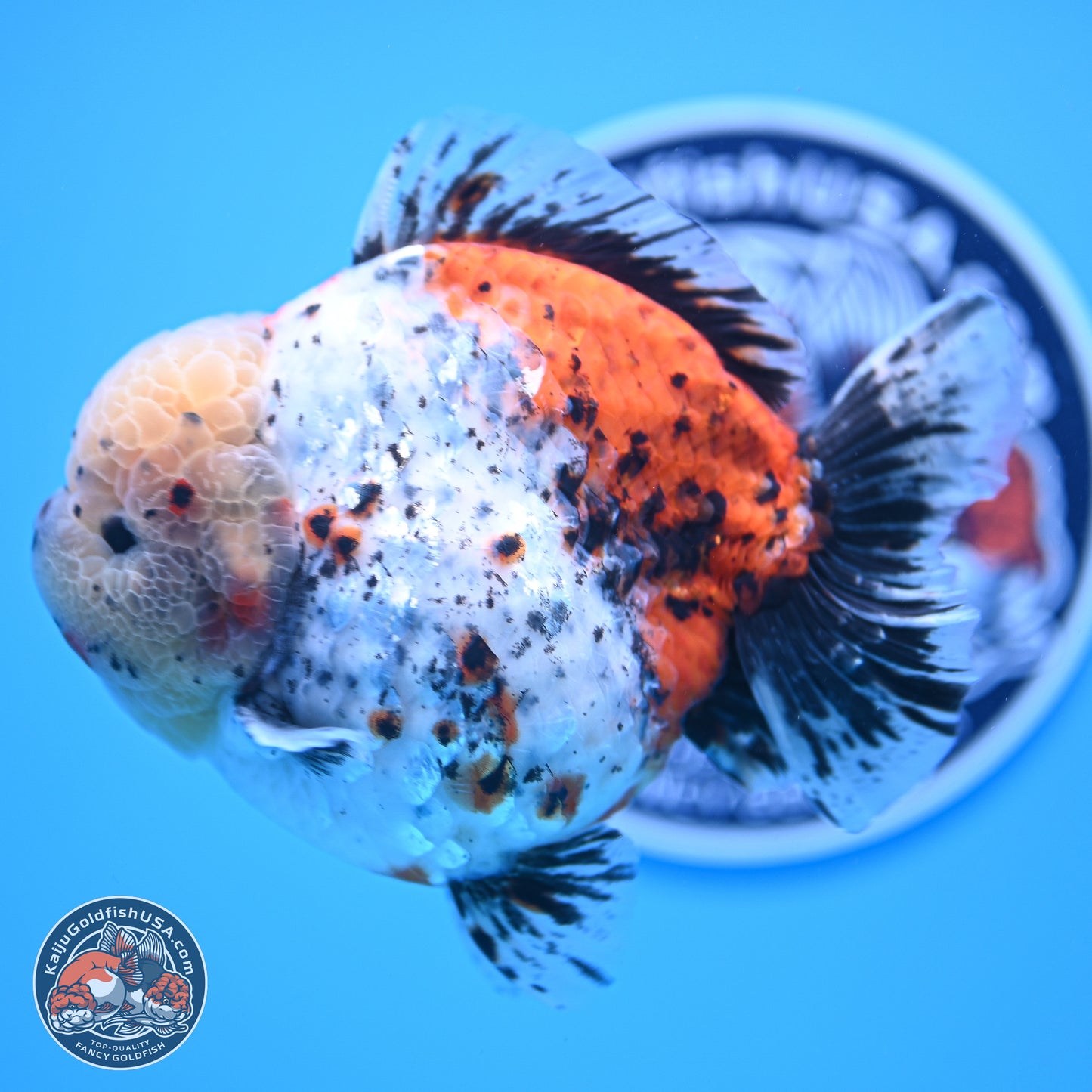 Jumbo Shogun Godzilla Calico Oranda 5in Body (240823_OR5) - Overnight shipping only - Kaiju Goldfish USA