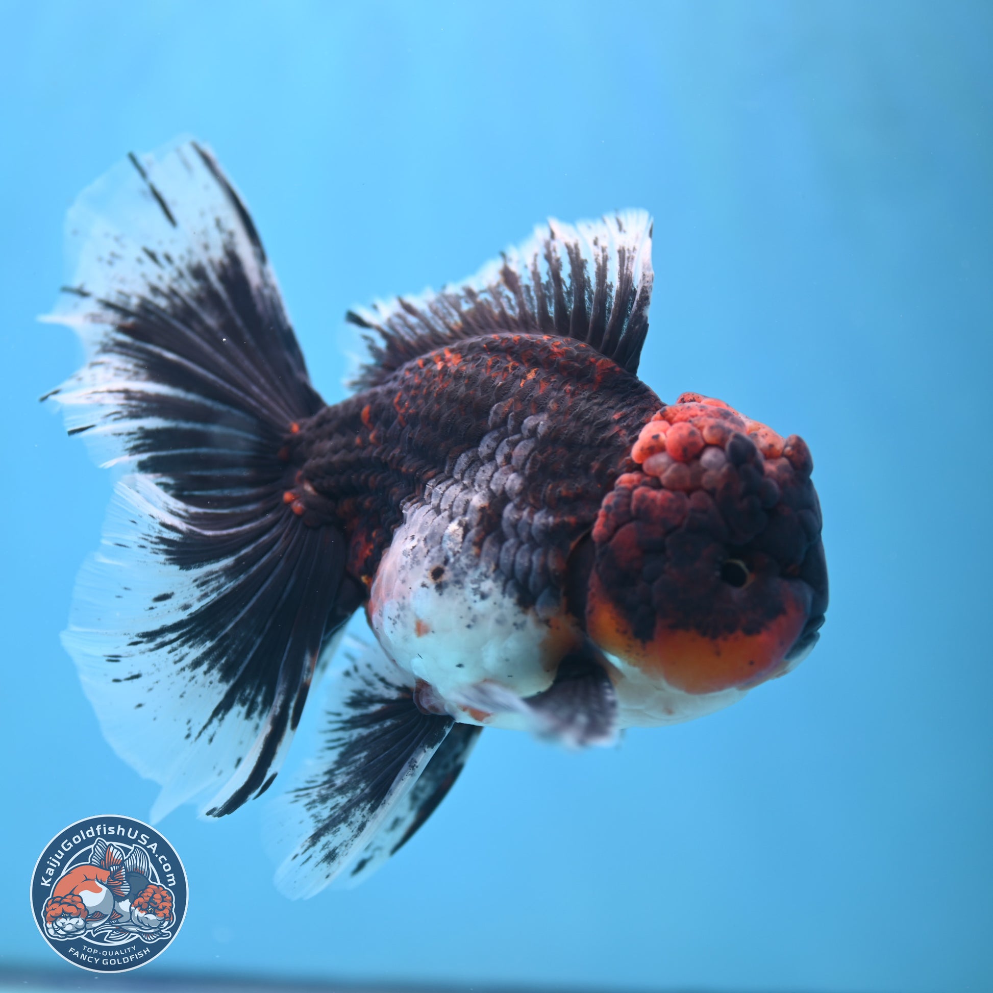 Red Kirin Rose Tail Oranda 6.5 inches - Male (241115_OR05) - Kaiju Goldfish USA