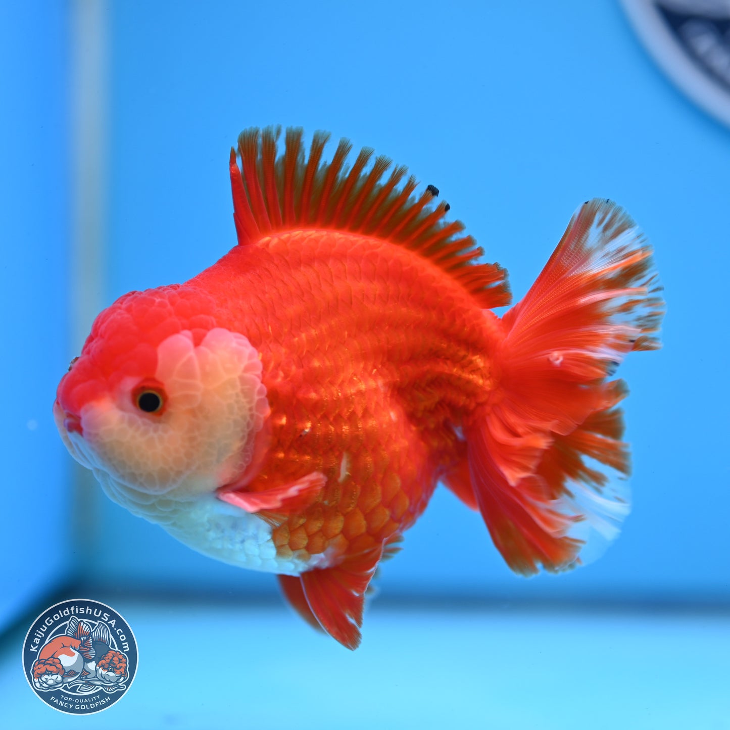 Red White YuanBao Oranda 3.5 inches Body - Male (250228_OR05)