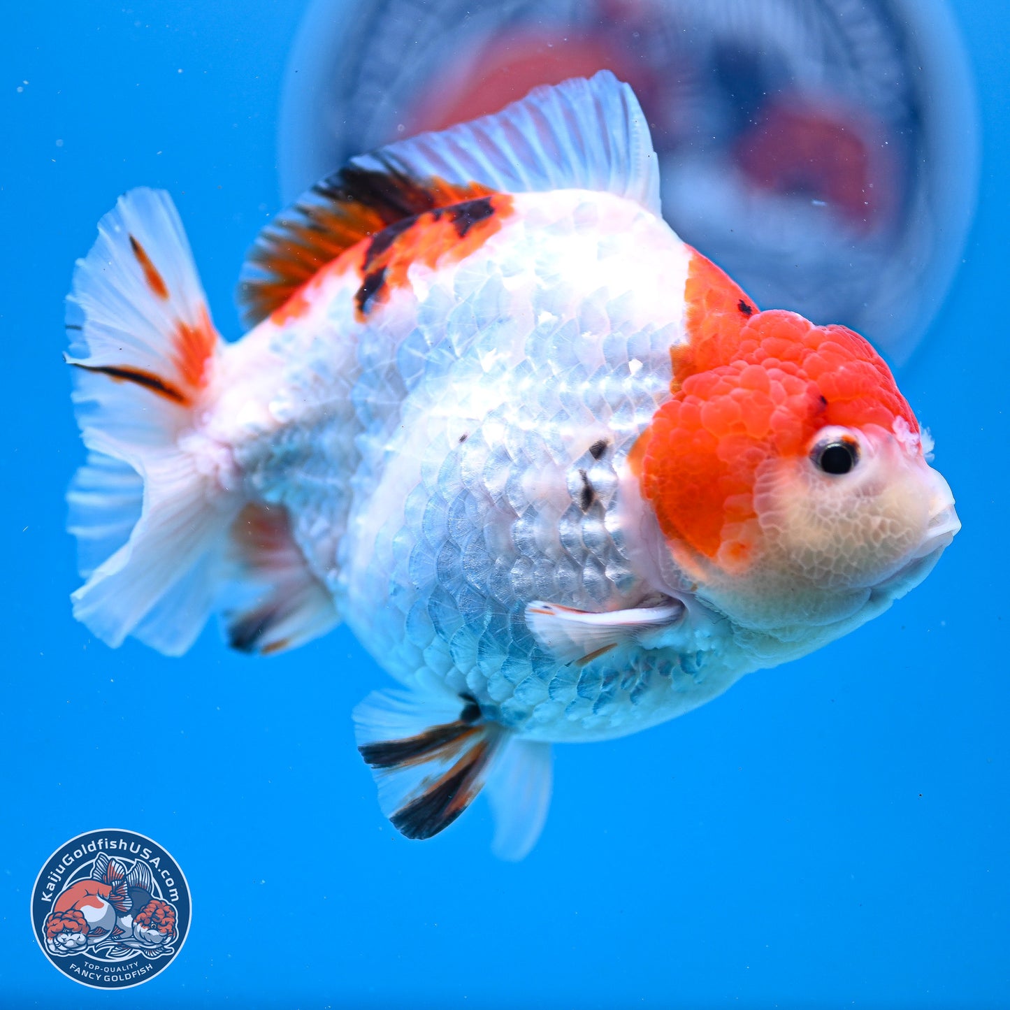 Tricolor YuanBao Oranda 4-5 inches (240920_OR05) - Kaiju Goldfish USA