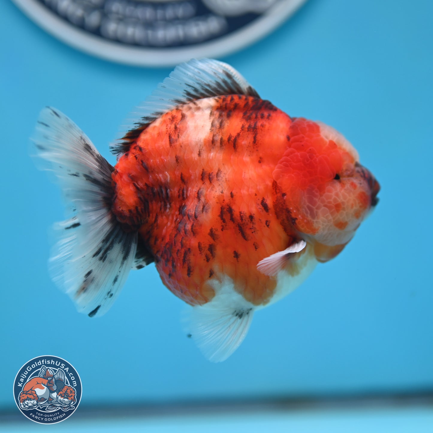 Tricolor Tiger YuanBao Oranda 3.25 inches Body - Male (250321_OR05)