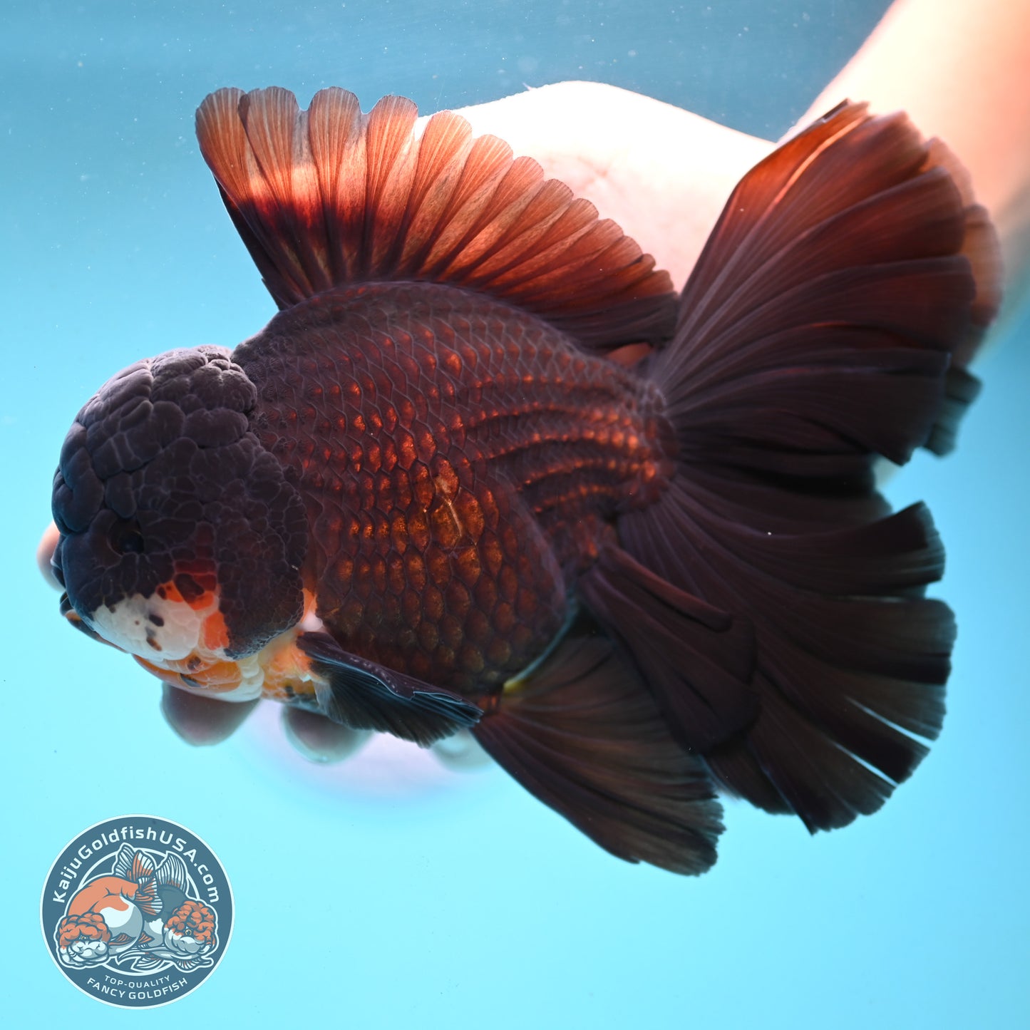Black Orchid Tail Oranda 4.5 inch Body (251003_OR05)