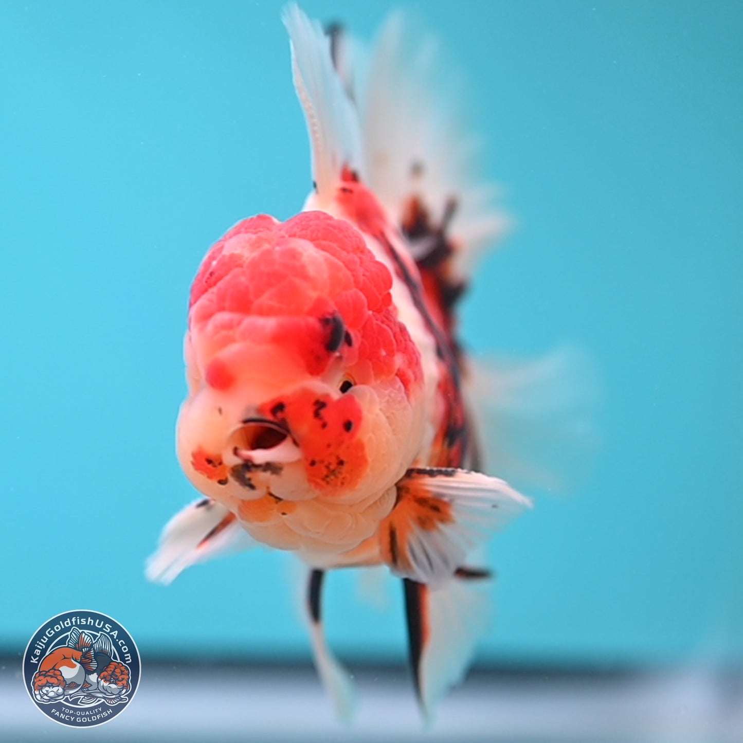 Tricolor Tiger Rose Tail Oranda 3.75 inches Body - Male (250207_OR05)