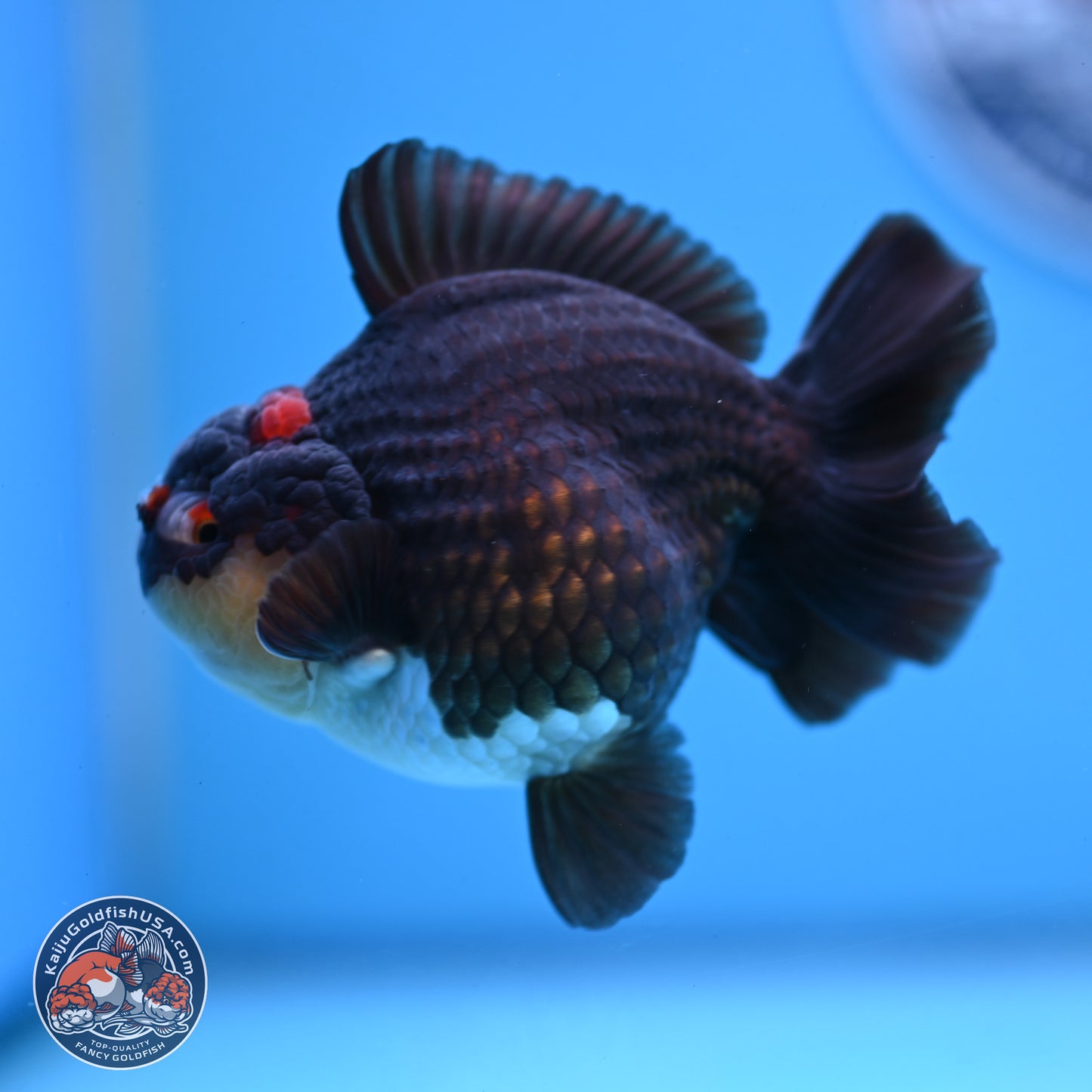 Panda YuanBao Oranda 3.5 inches Body - Male (250103_OR05) - Kaiju Goldfish USA