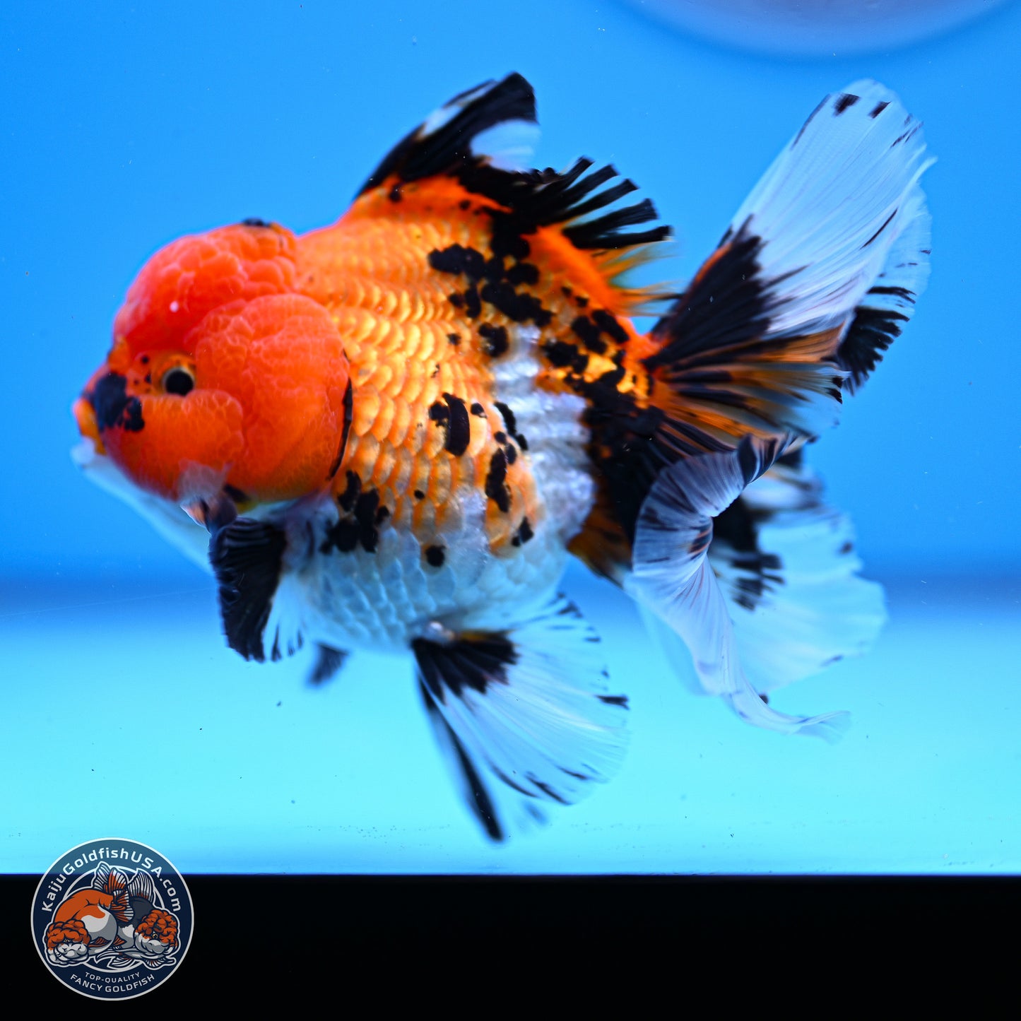 Tricolor Rose Tail Oranda 3in Body (240830_OR05) - Kaiju Goldfish USA