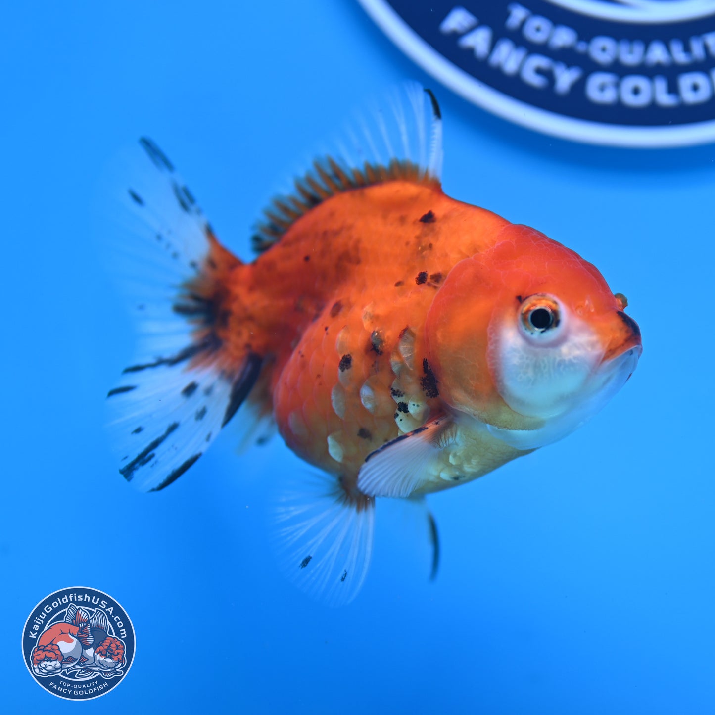 Calico Oranda 3.25in Body (240816_OR5) - Kaiju Goldfish USA