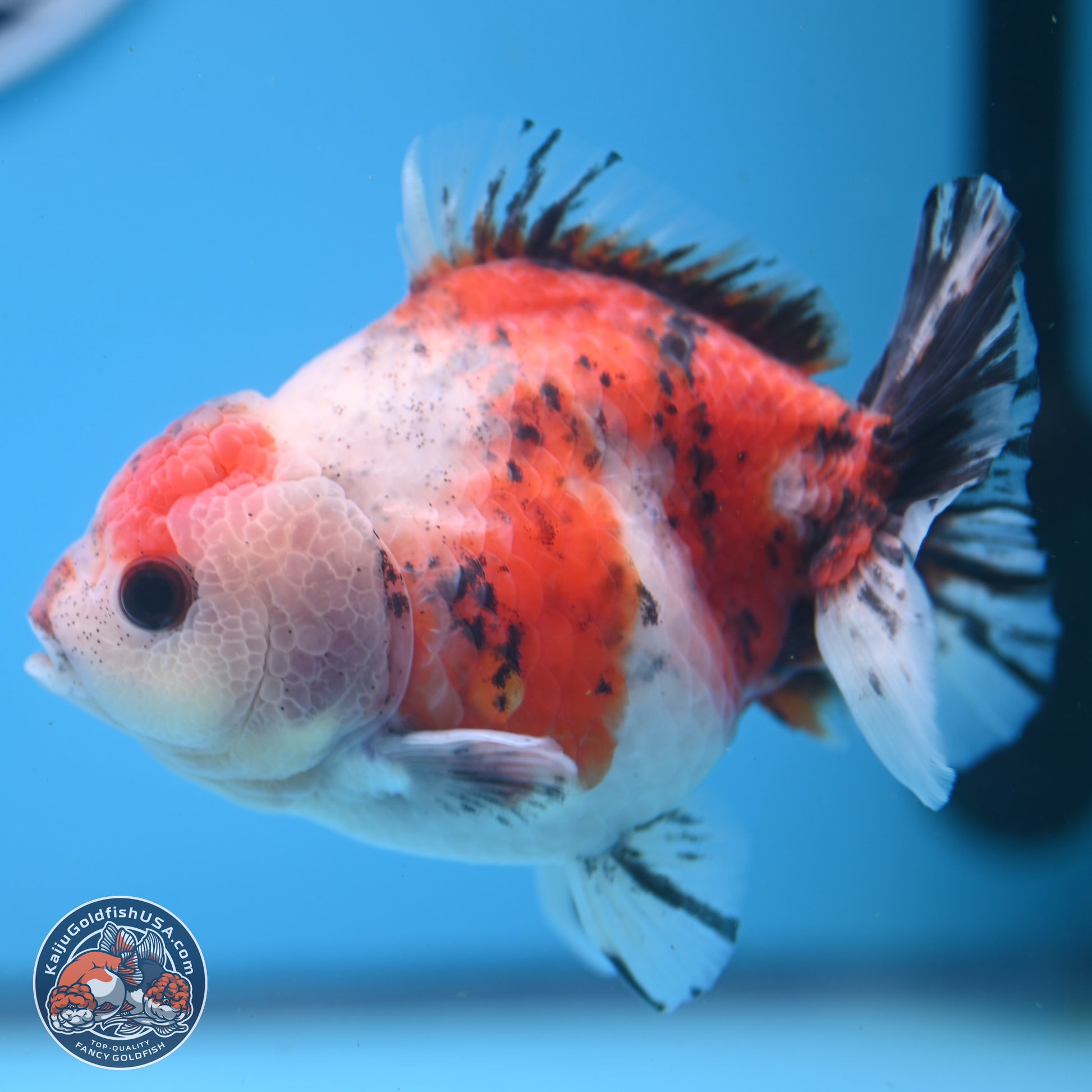 Tricolor Sakura YuanBao Oranda 5 inches - Male (241122_OR05) - Kaiju Goldfish USA