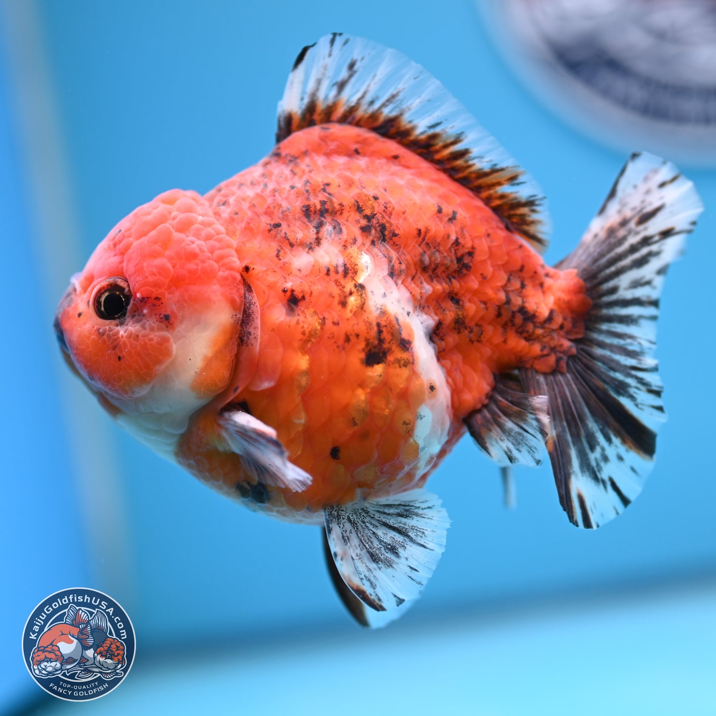 Tricolor Tiger YuanBao Oranda 5 inches - Male (241129_OR05) - Kaiju Goldfish USA