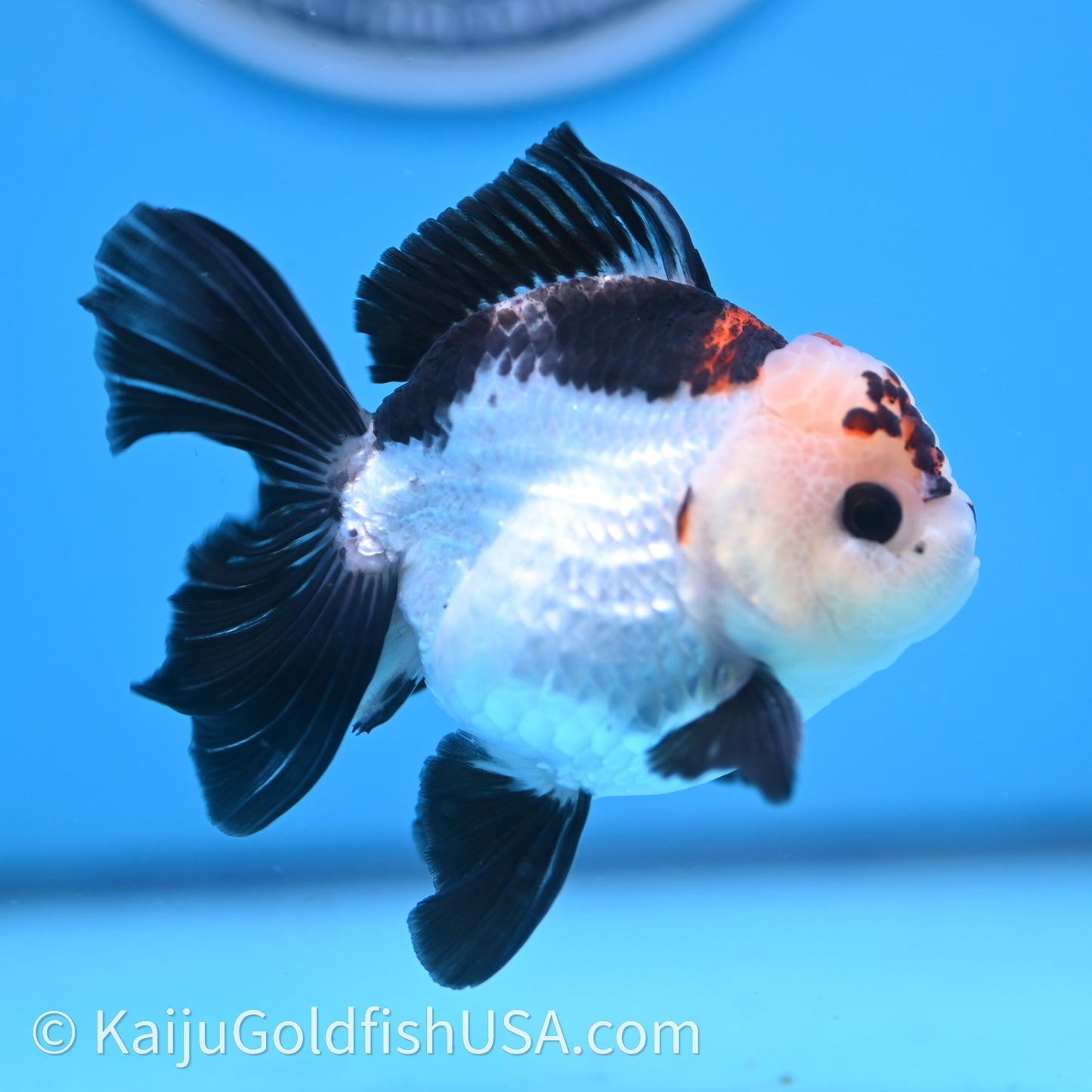 Tricolor Rose Tail YuanBao Oranda 3in body (240726_OR05) - Kaiju Goldfish USA