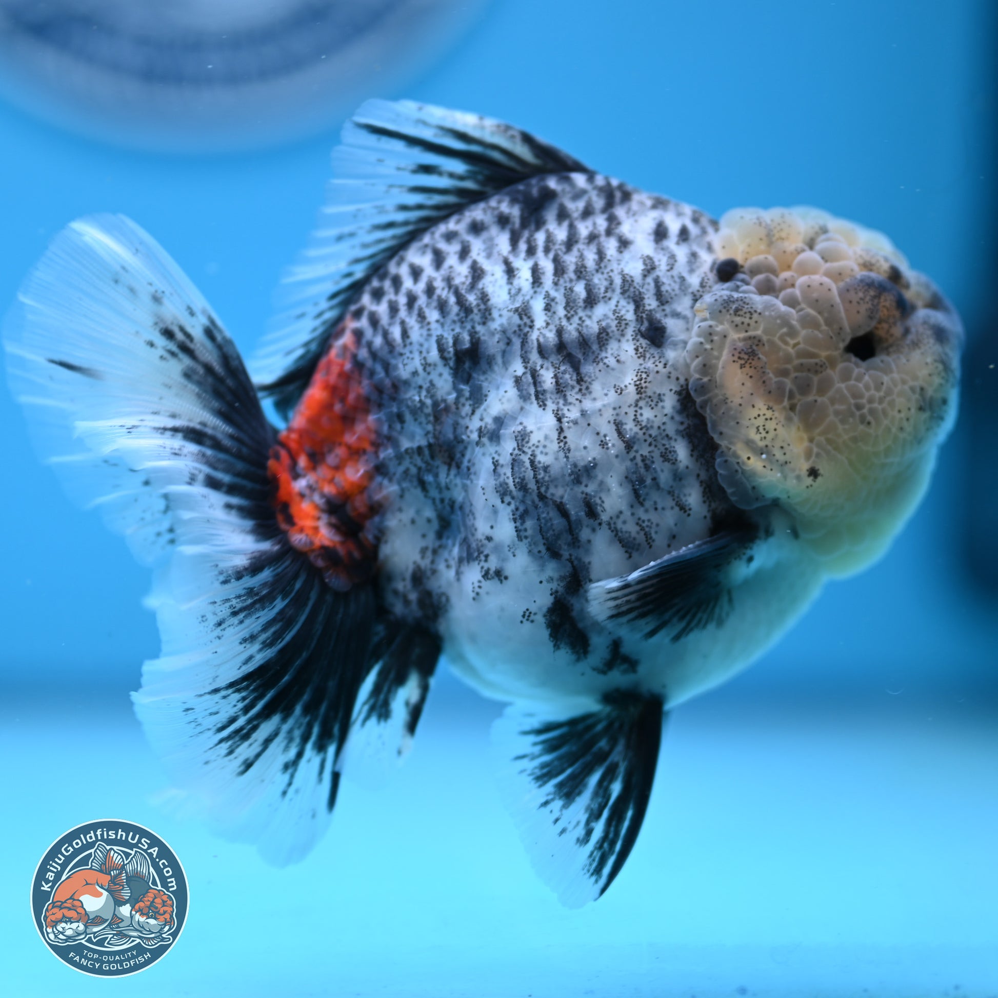 White Tiger Rose Tail Oranda 4.7 inches (241025_OR05) - Kaiju Goldfish USA