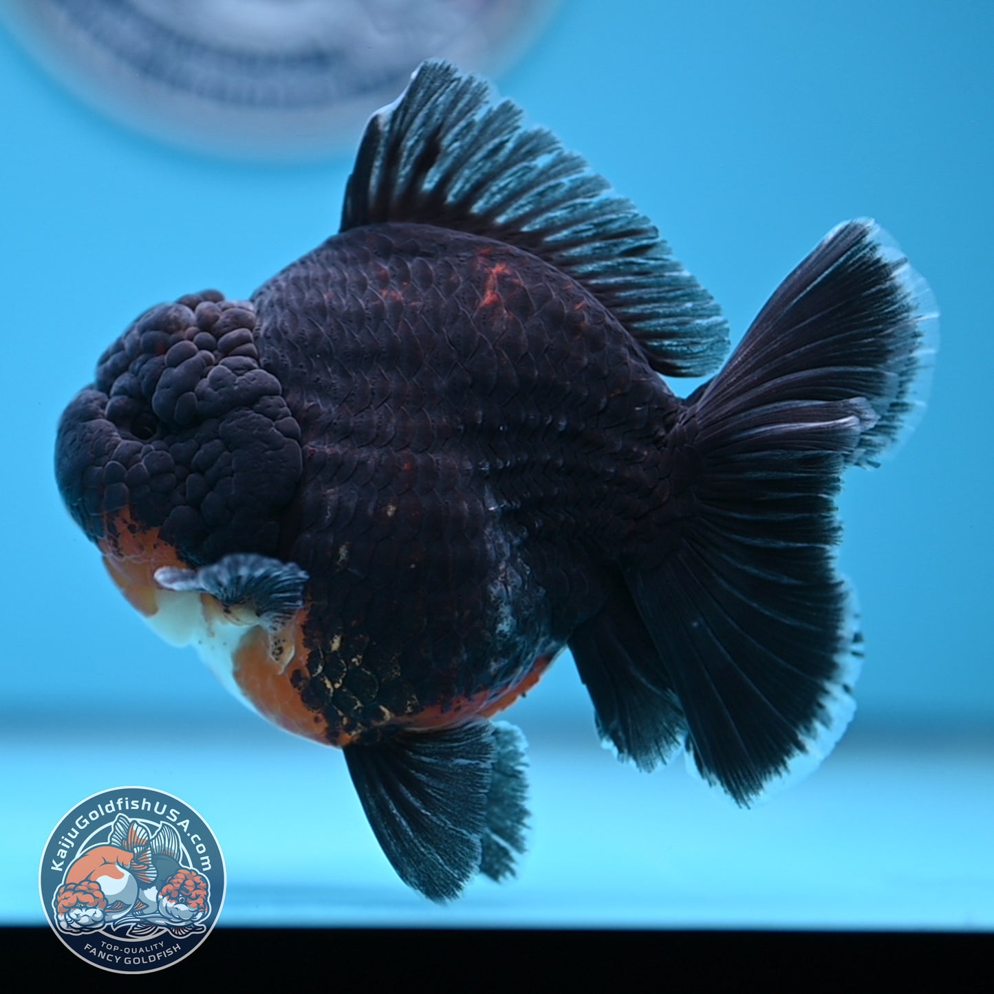 Kirin Oranda 4 inches Body (250530_OR05)