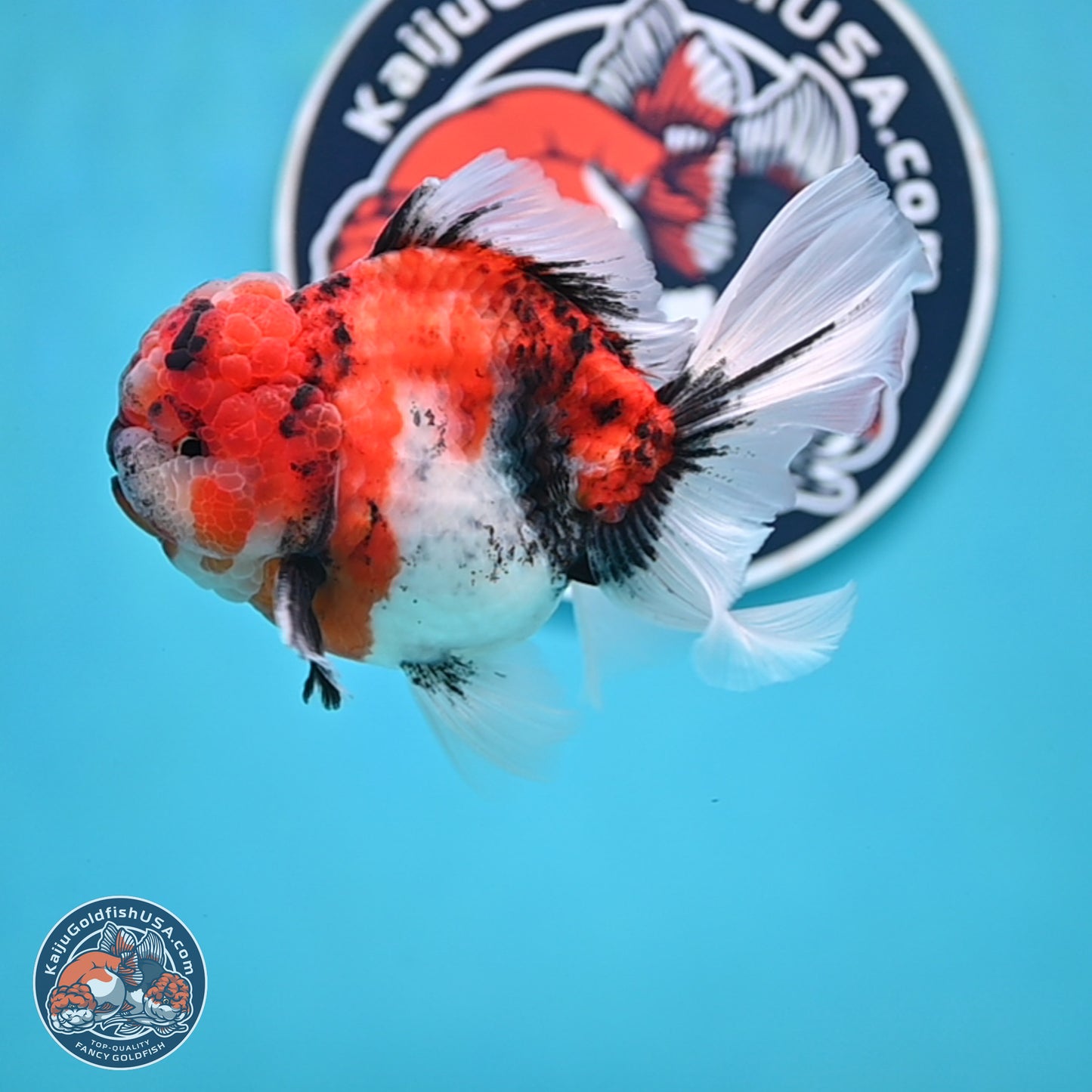 Tricolor Tiger Rose Tail Oranda 4 inches Body - Male (250404_OR05)