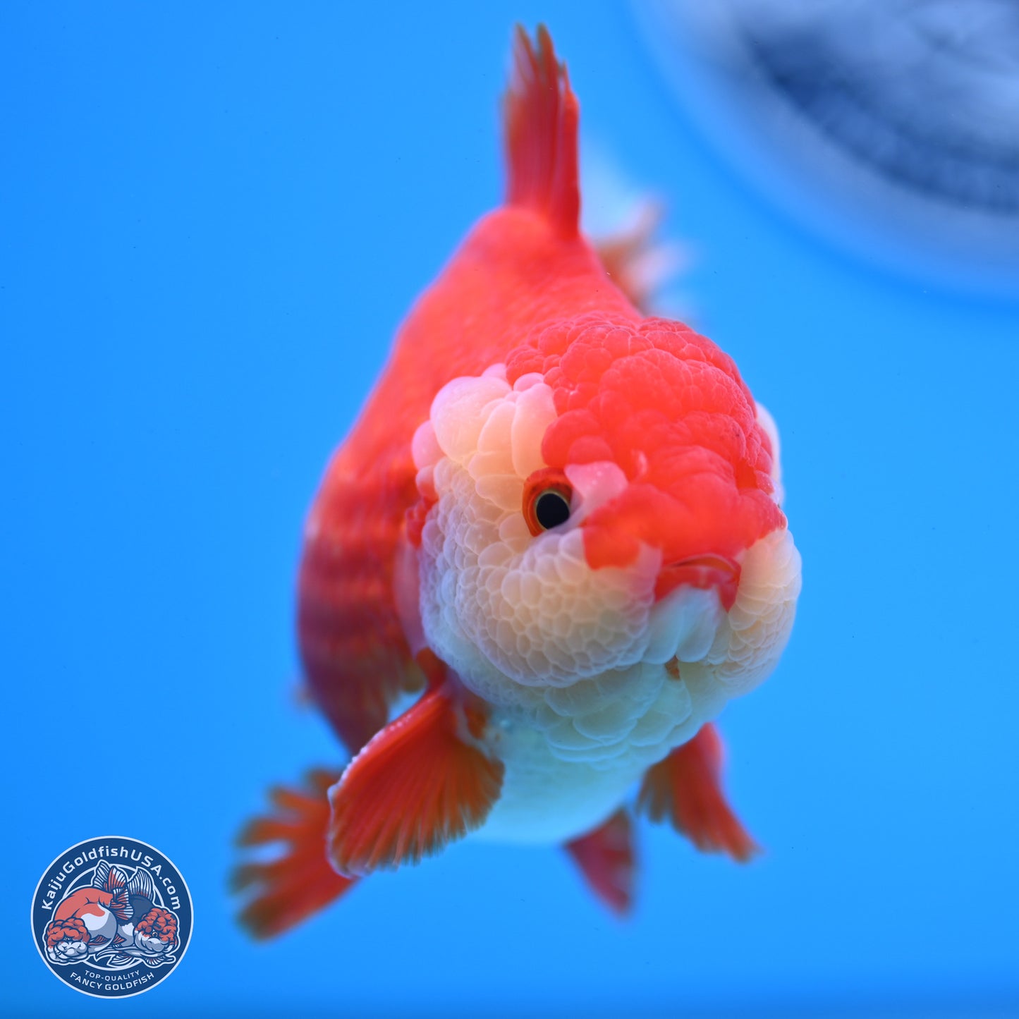 Red White YuanBao Oranda 3.5 inches Body - Male (250228_OR05)
