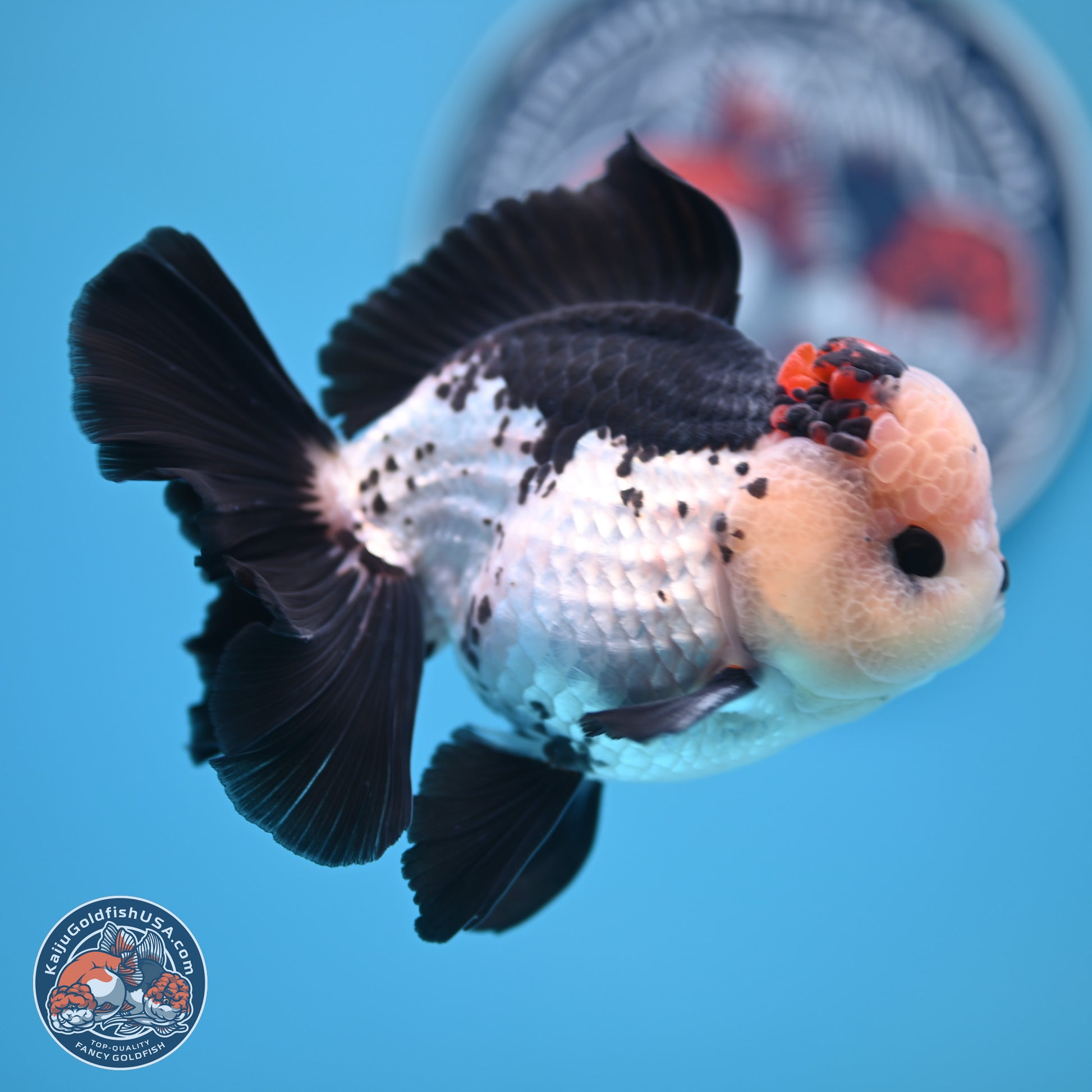 Tricolor Rose Tail Oranda 4.7 inches (241101_OR05) - Kaiju Goldfish USA