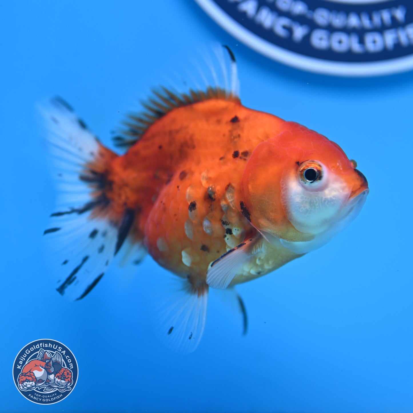 Calico Oranda 3.25in Body (240816_OR5) - Kaiju Goldfish USA