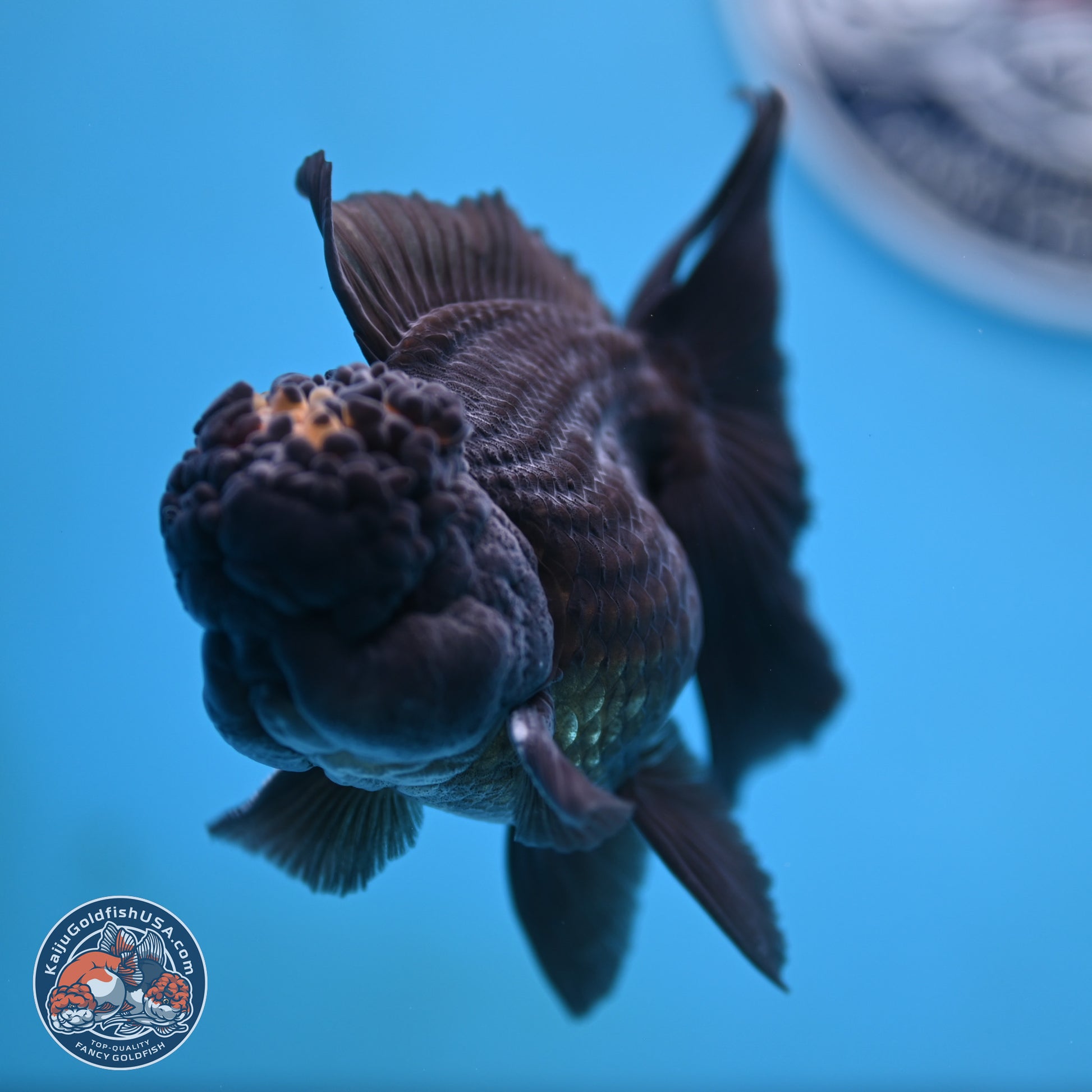 Marbled Wen Black Rose Tail Oranda 3 inches Body - Male (250117_OR05) - Kaiju Goldfish USA