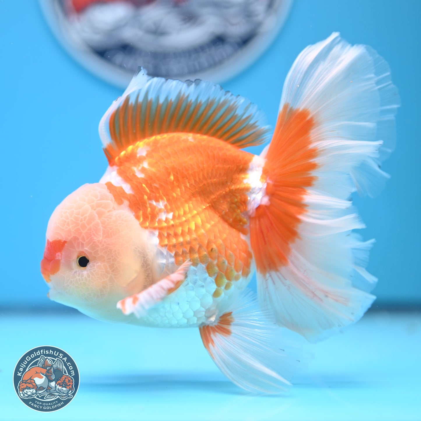 Red White Rose Tail Oranda 4-6.5 inches (240906_OR05) - Kaiju Goldfish USA