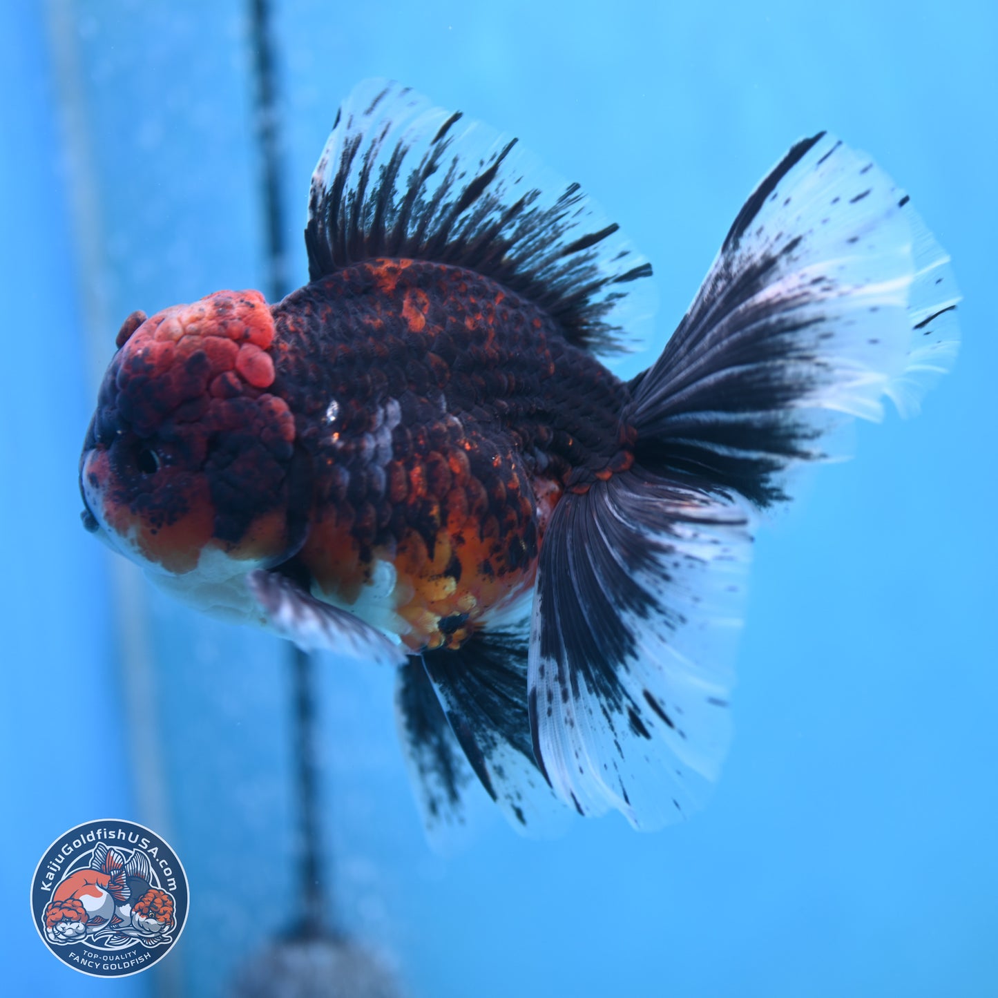 Red Kirin Rose Tail Oranda 6.5 inches - Male (241115_OR05) - Kaiju Goldfish USA