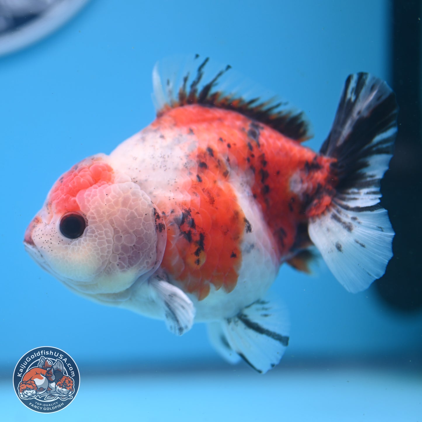 Tricolor Sakura YuanBao Oranda 5 inches - Male (241122_OR05) - Kaiju Goldfish USA