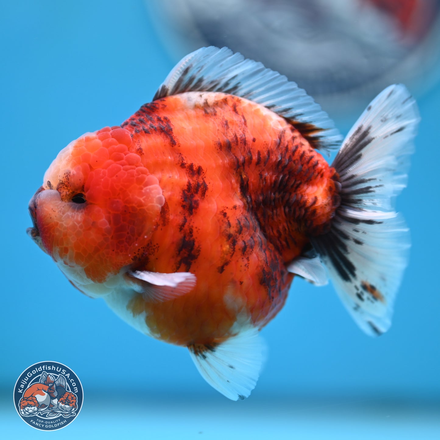 Tricolor Tiger YuanBao Oranda 3.25 inches Body - Male (250321_OR05)