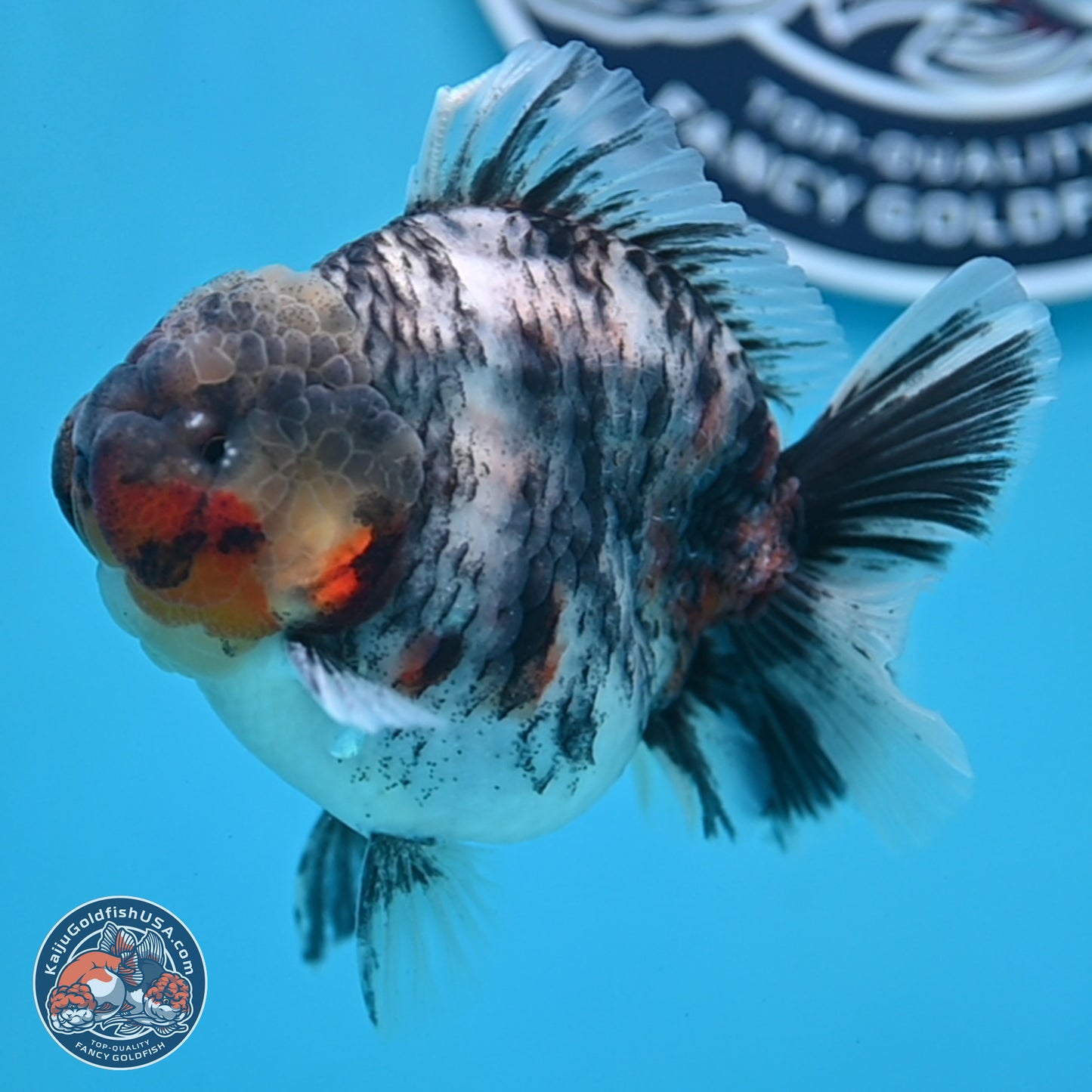 Tricolor Tiger YuanBao Oranda 3.75 inches Body - Male (250307_OR05)