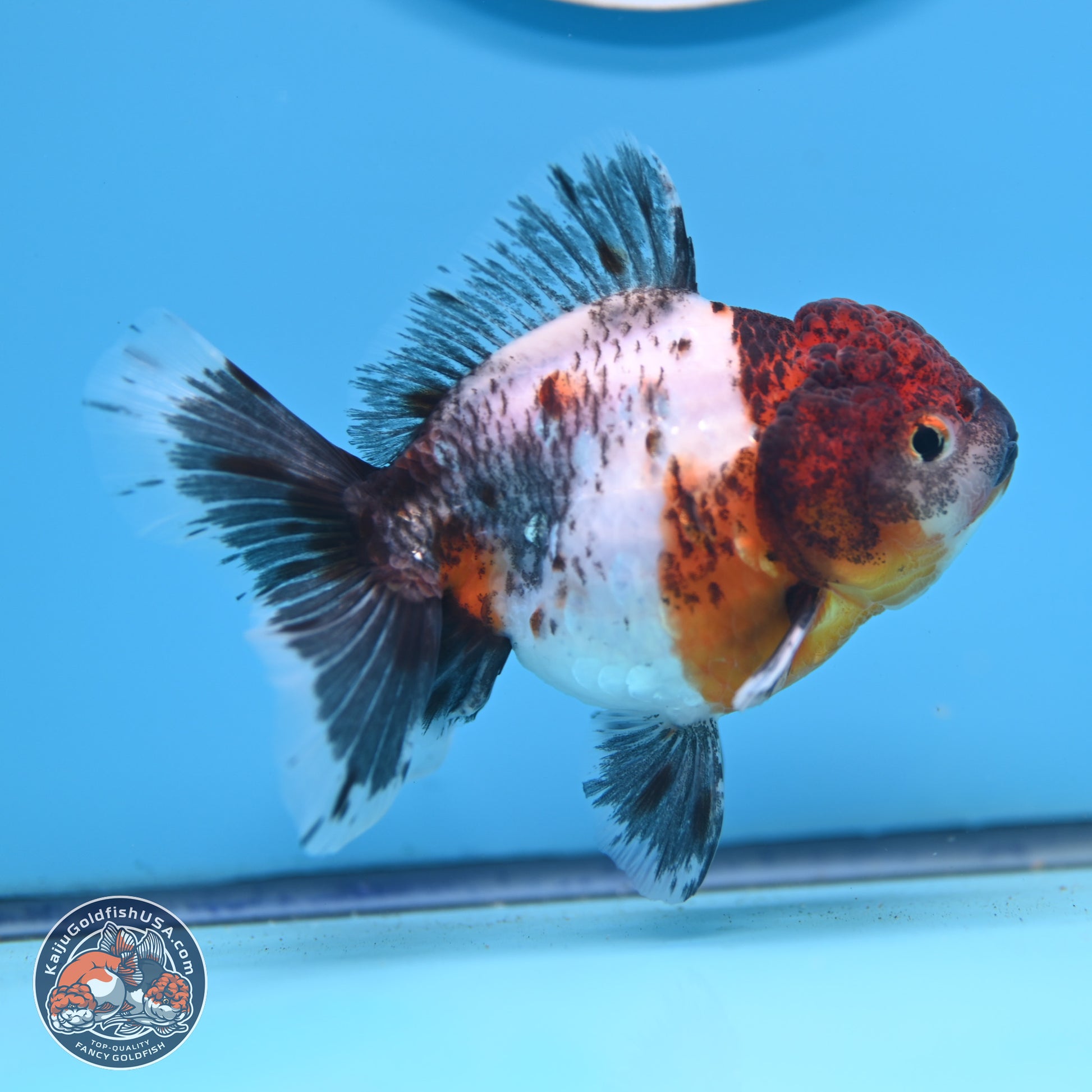 Shogun Calico Oranda 3.5-4 inches (241004_OR05) - Kaiju Goldfish USA